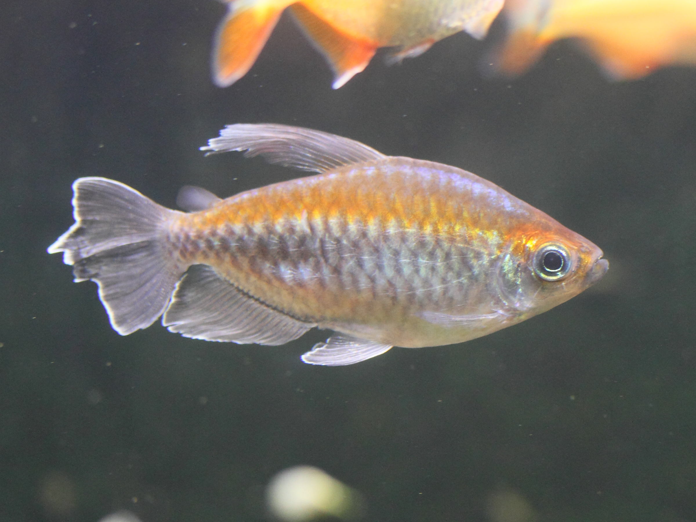 phenacogrammus_interruptus1md