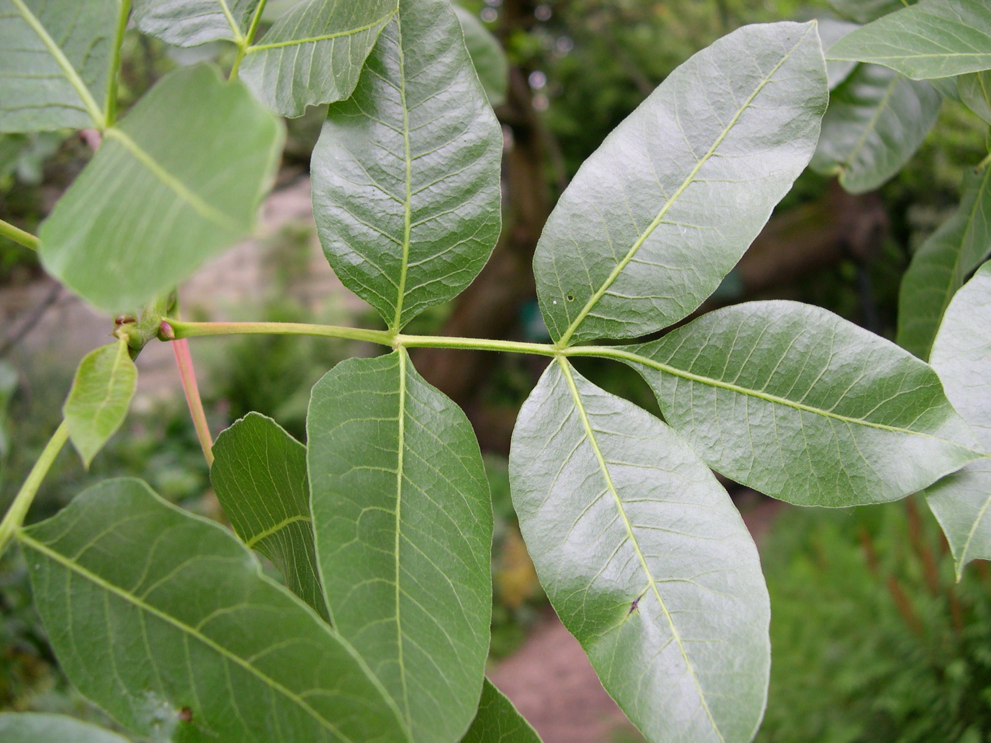 Afficher le média pistacia_vera3md pistacia_vera3md