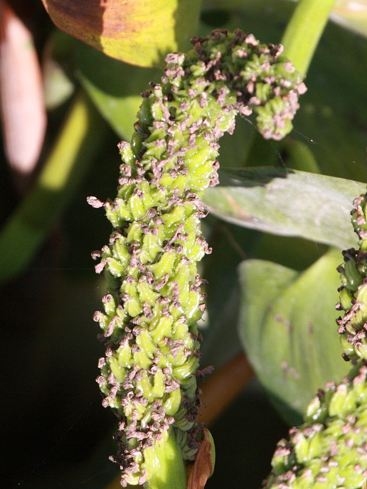 pontederia_cordata4bd