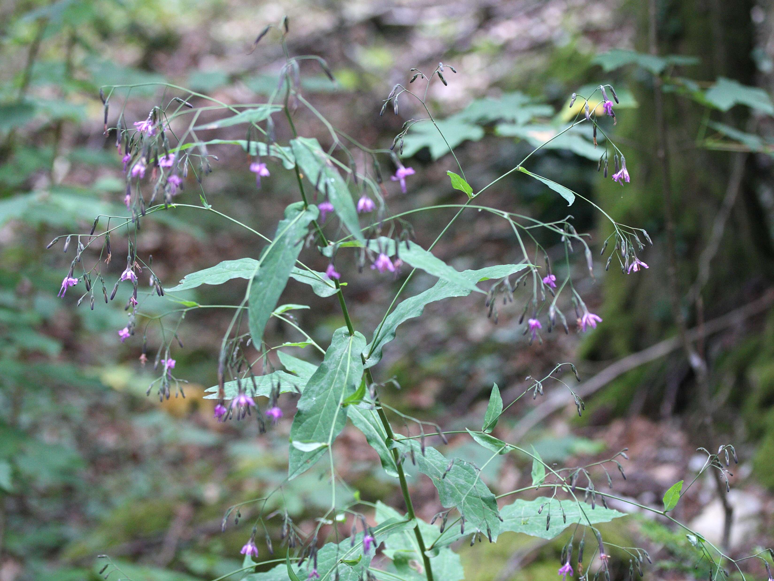 Afficher le média prenanthes_purpurea5md prenanthes_purpurea5md