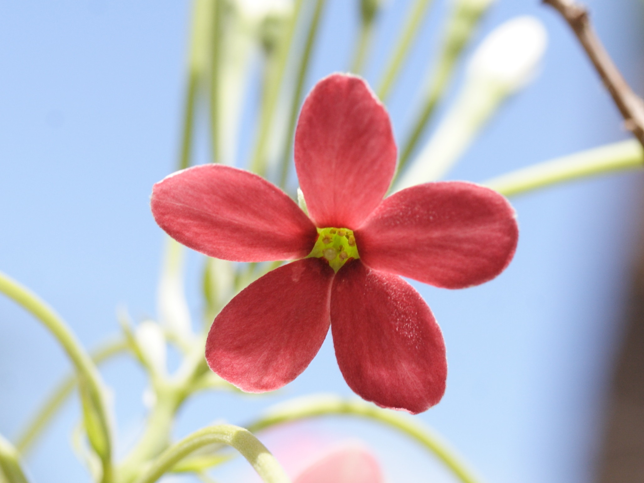 Afficher le média quisqualis_indica5md quisqualis_indica5md