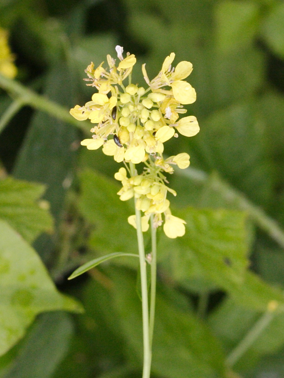 rapistrum_rugosum3md