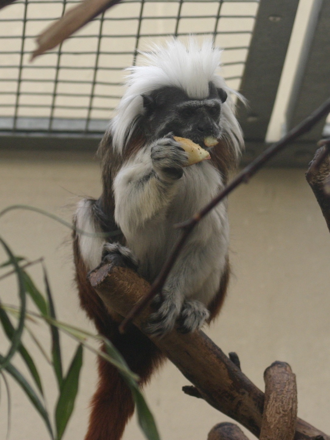 saguinus_oedipus_oedipus1sd