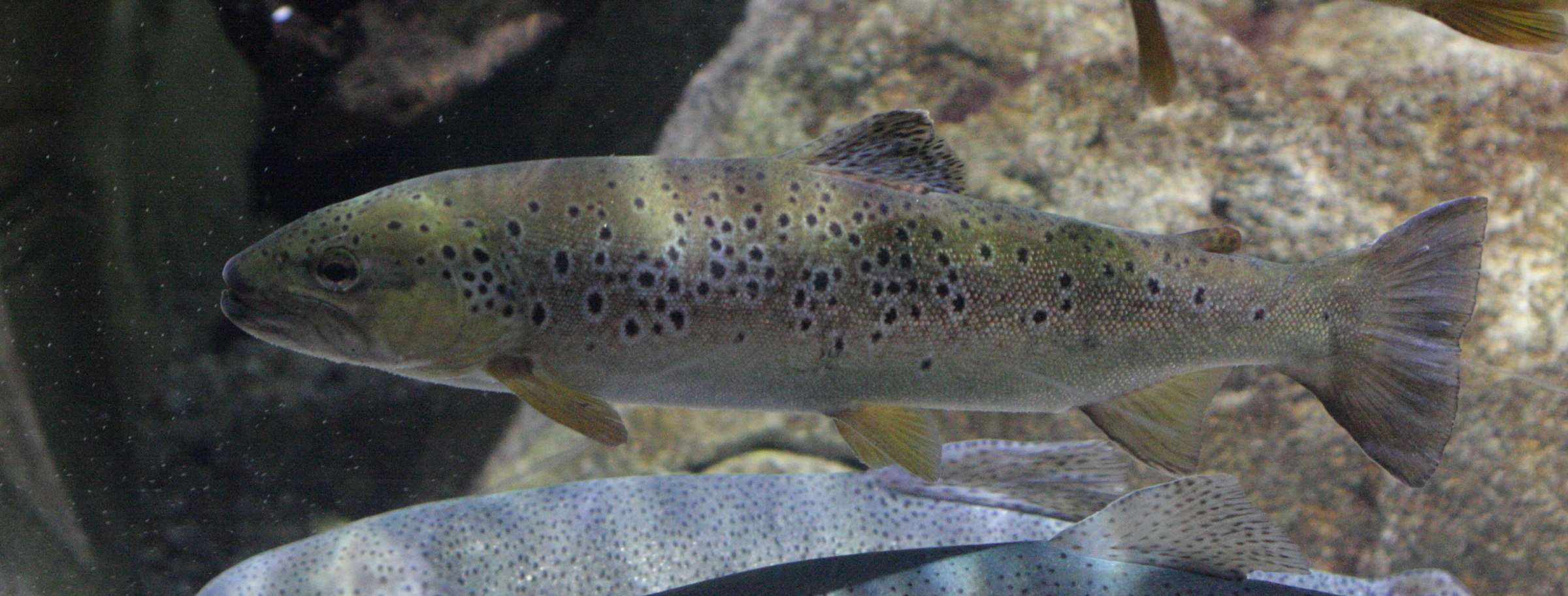 salmo_trutta_fario3bd