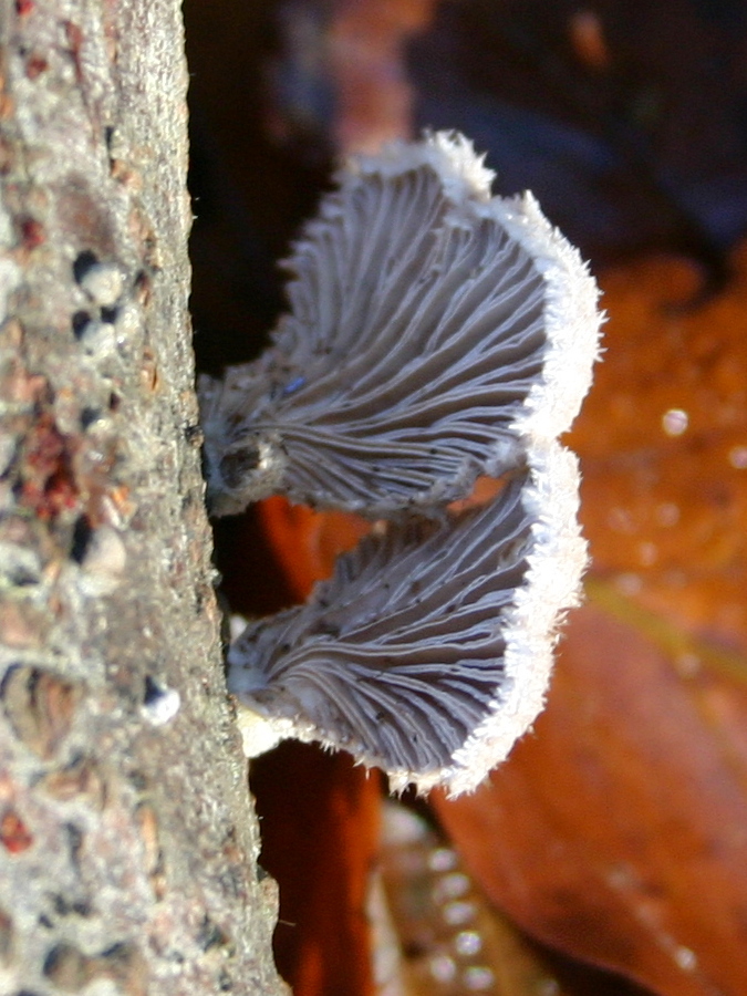 Afficher le média schizophyllum_commune2sd schizophyllum_commune2sd