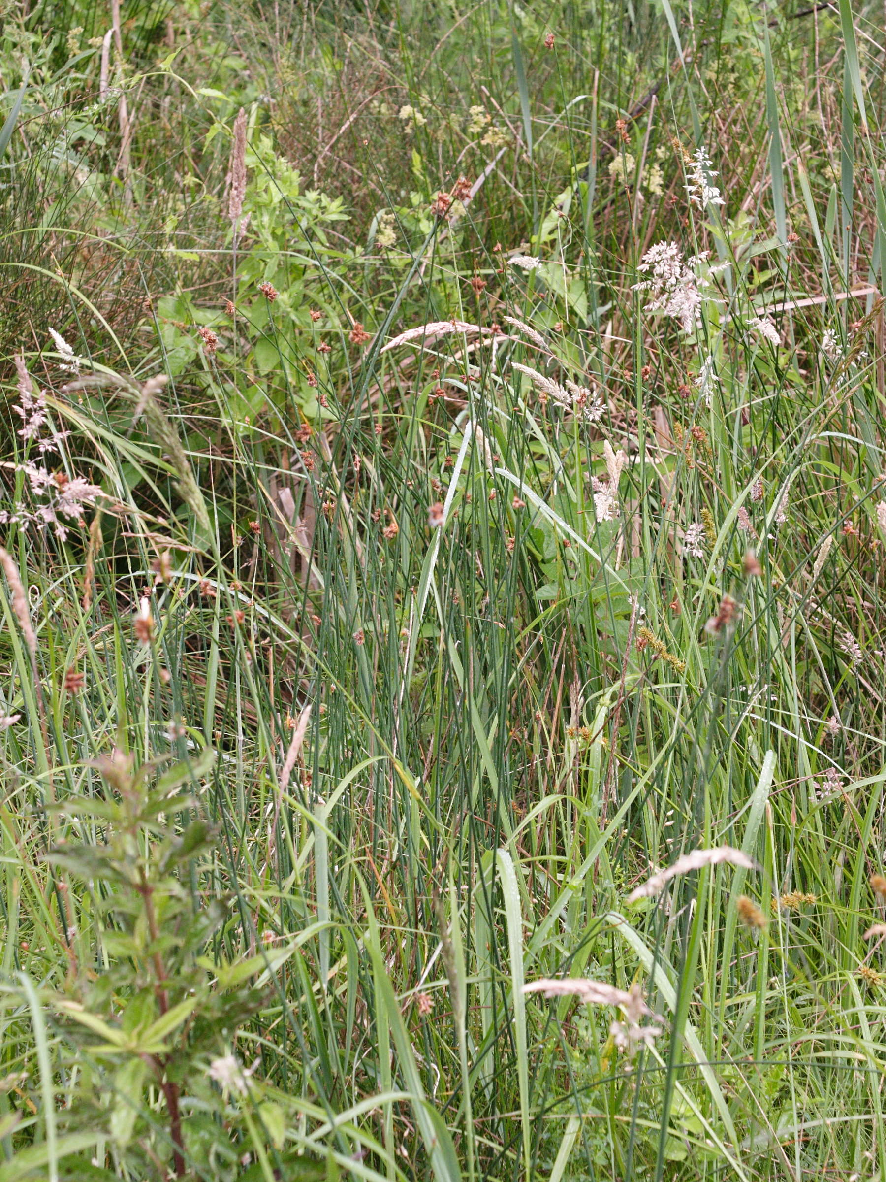 schoenoplectus_tabernaemontani1md