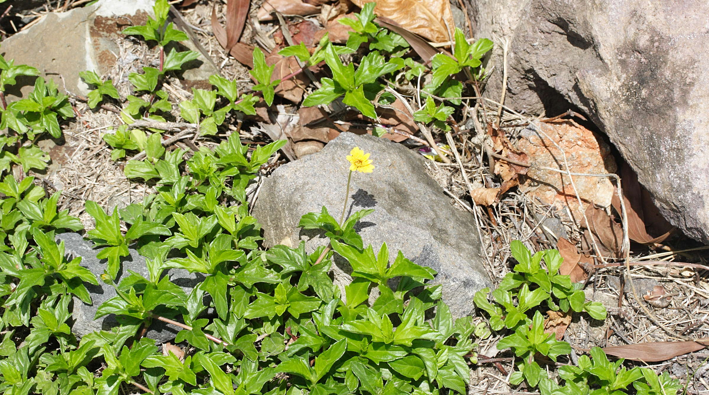 sphagneticola_trilobata2amd