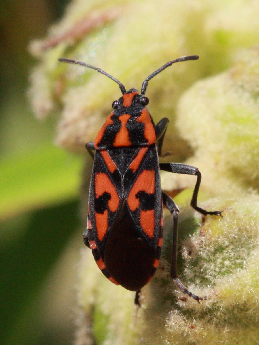 Afficher le média spilostethus_saxatilis4bd spilostethus_saxatilis4bd