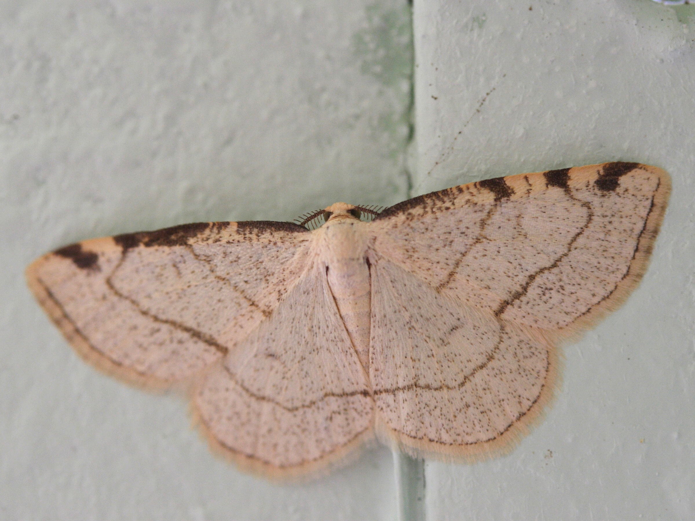 stegania_trimaculata2md