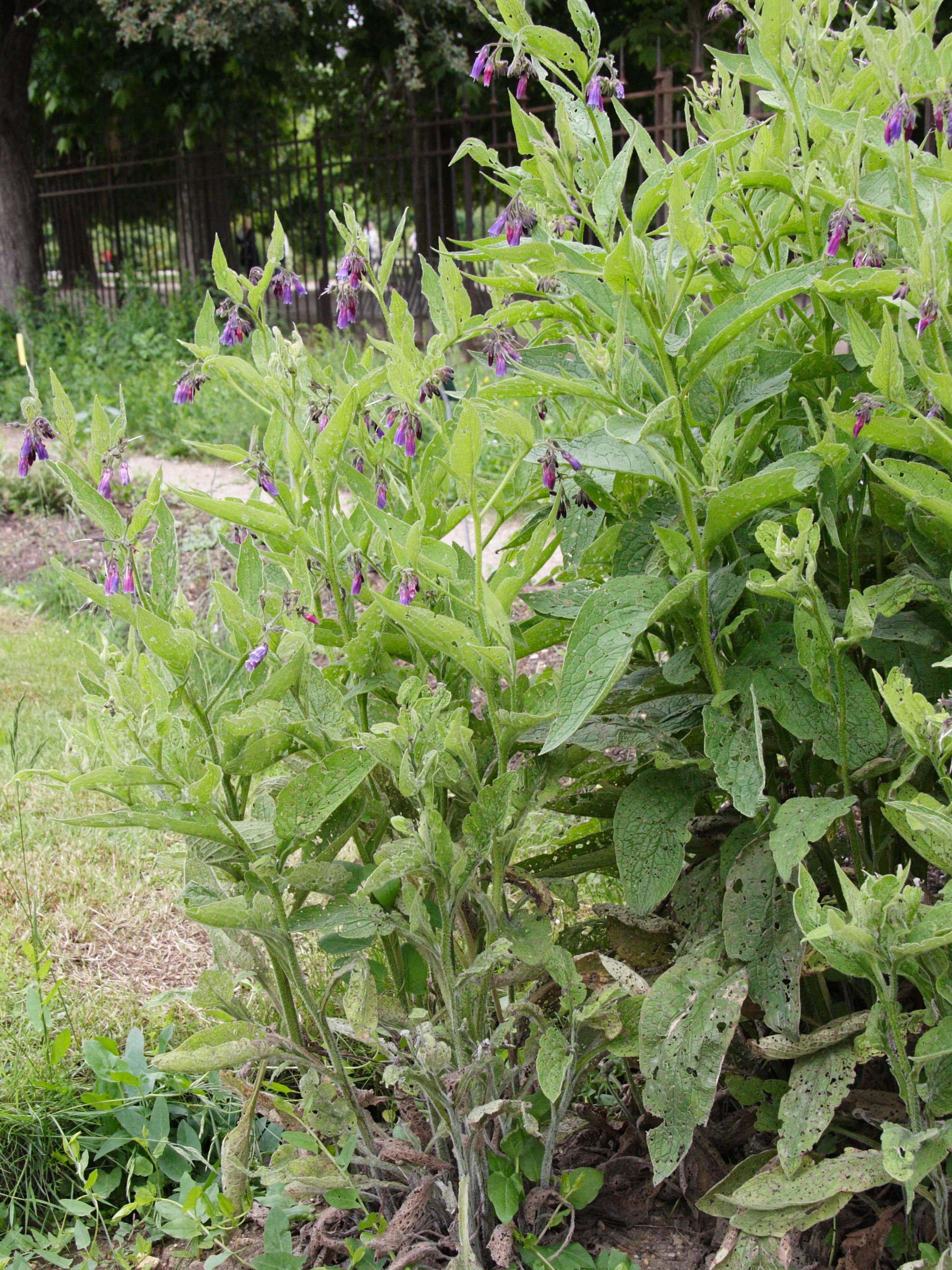 symphytum_asperum1md