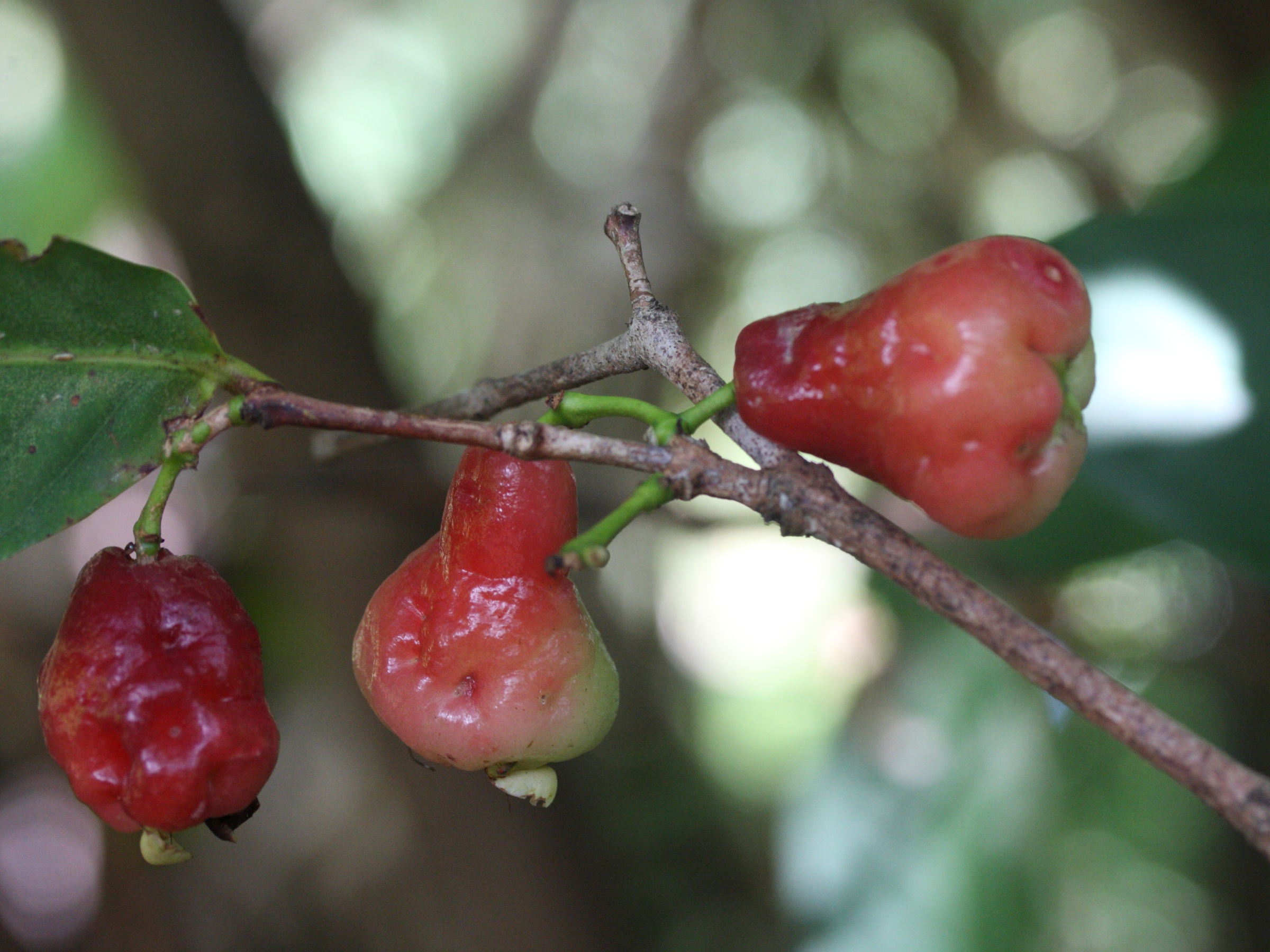 syzygium_samarangense4md
