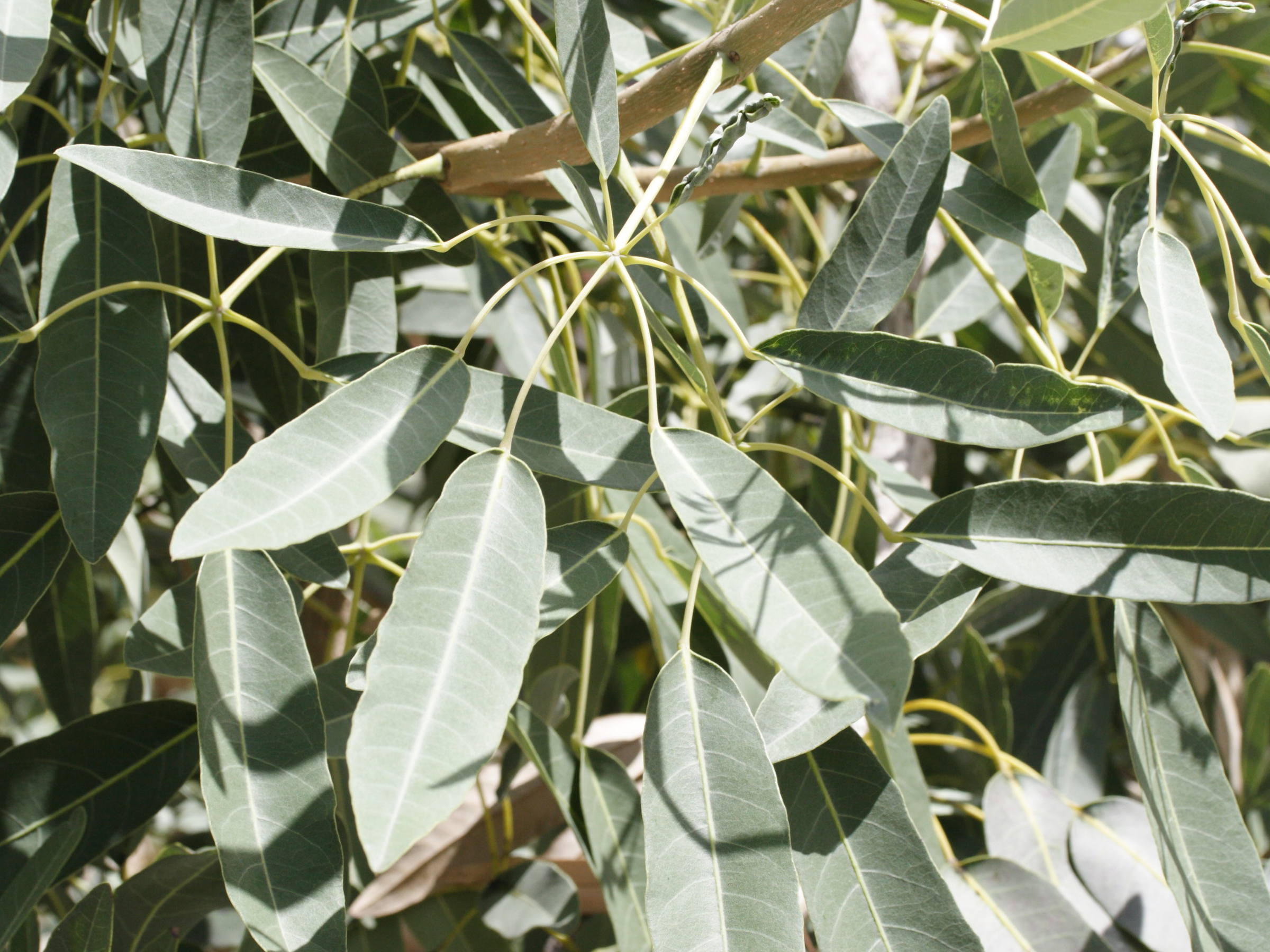 tabebuia_argentea4md