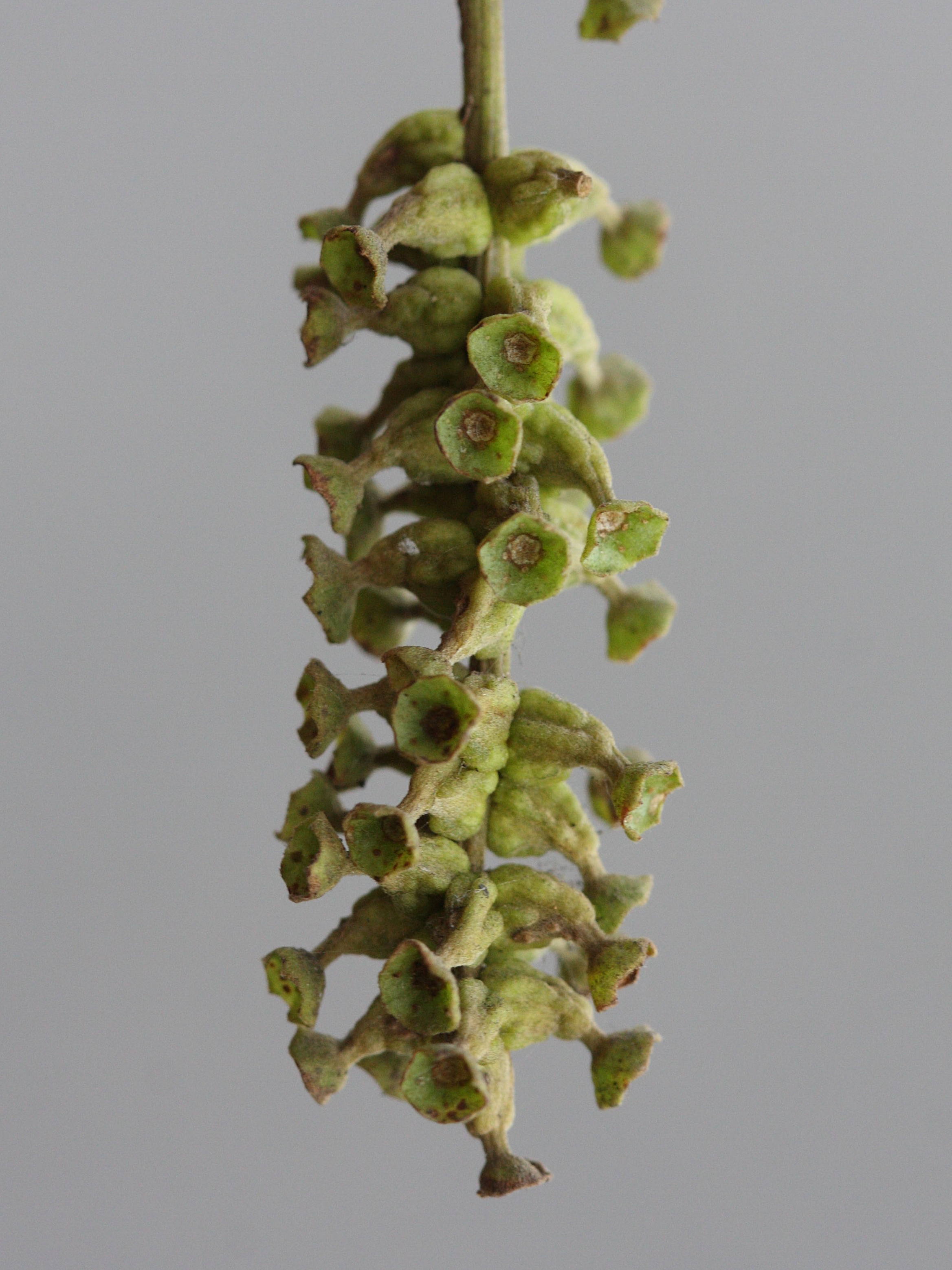 Afficher le média Terminalia_bellirica Terminalia_bellirica