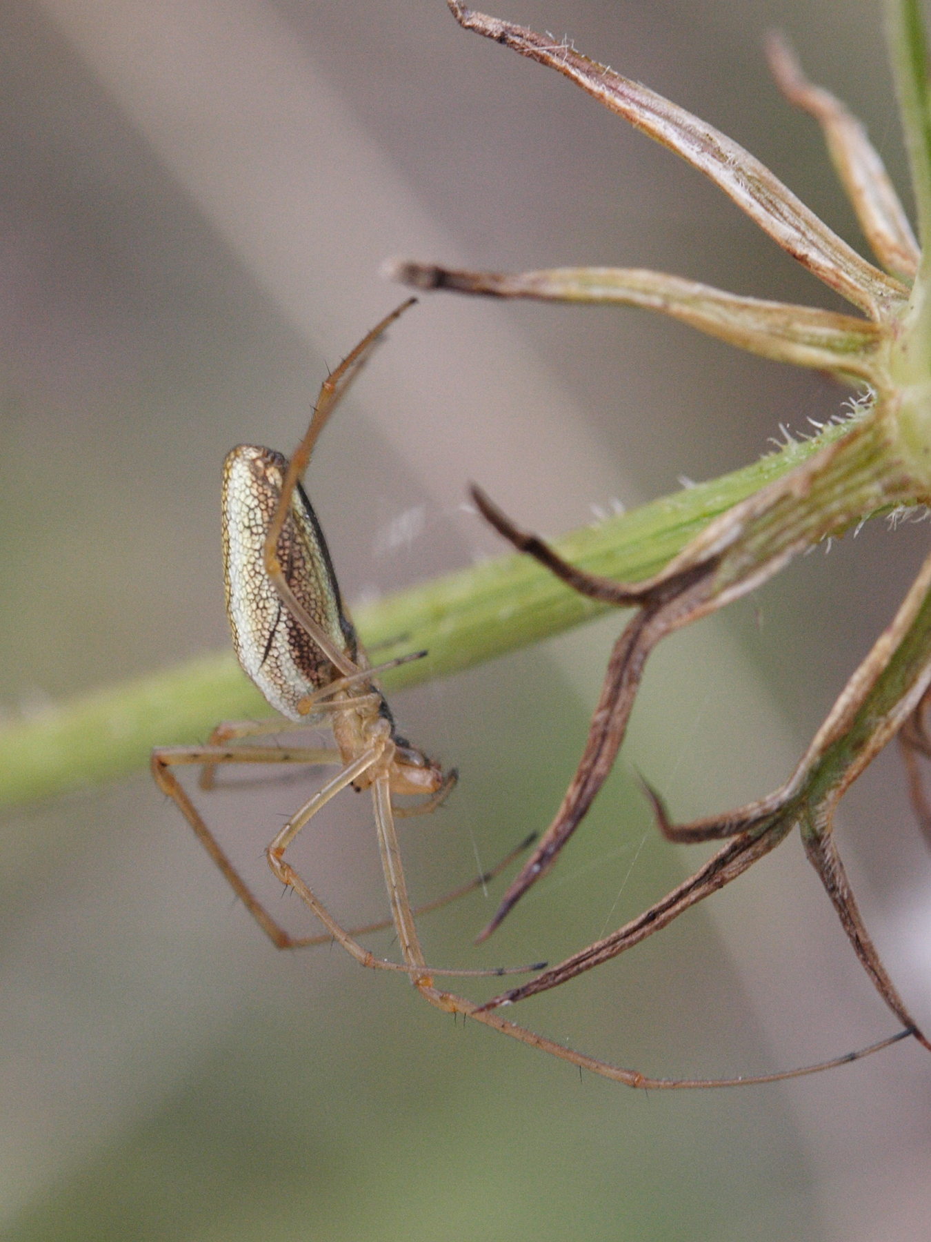Afficher le média tetragnatha_extensa4md tetragnatha_extensa4md