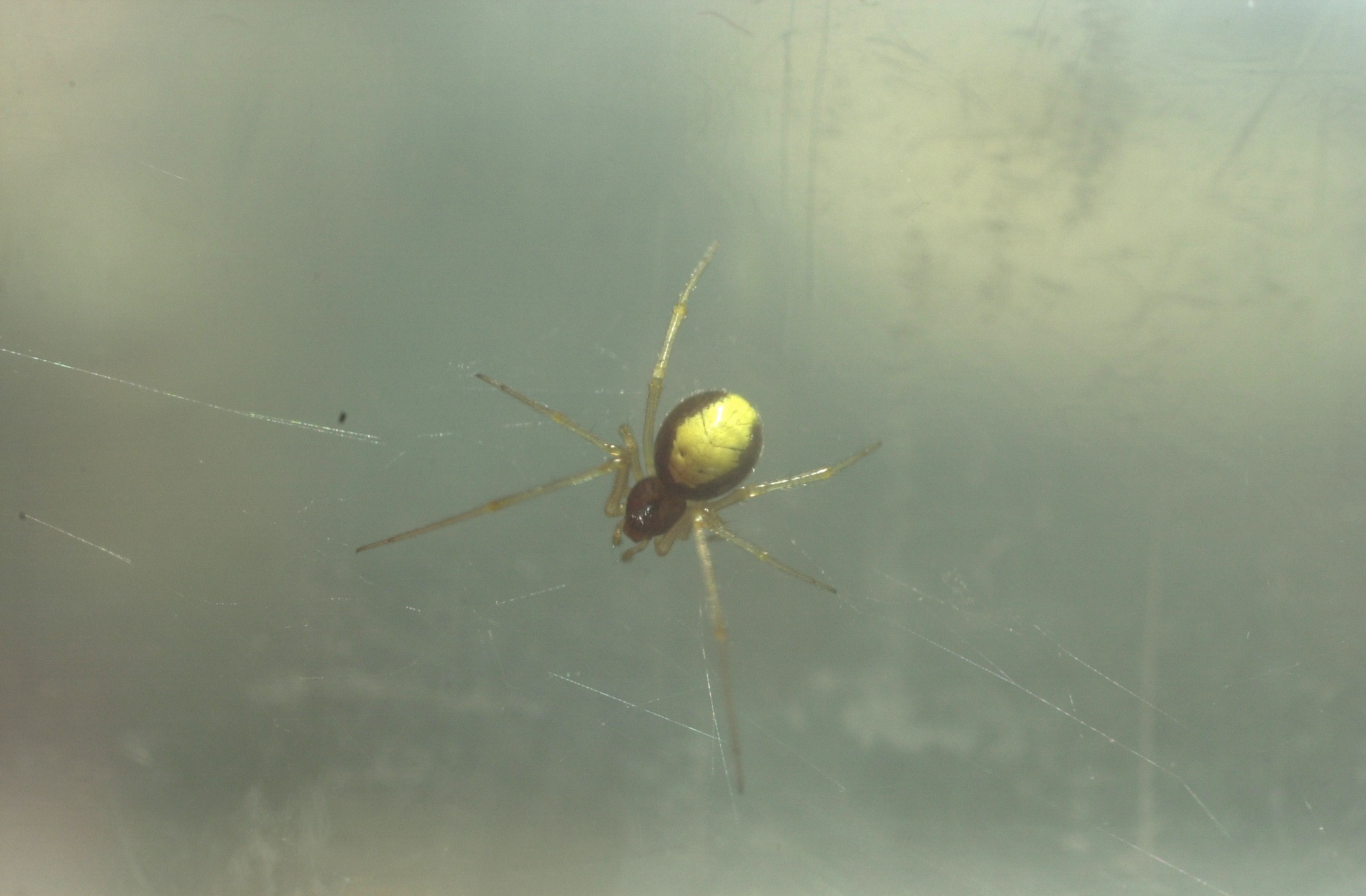 theridion_bimaculatum2md