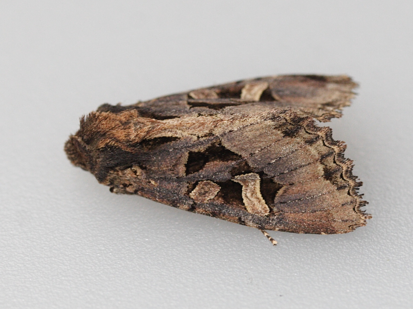 trigonophora_jodea2md