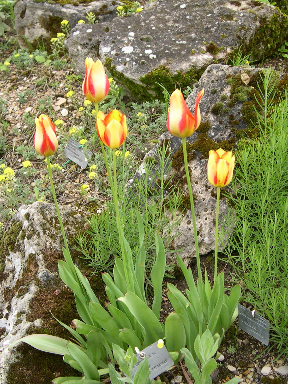tulipa_gesneriana1md