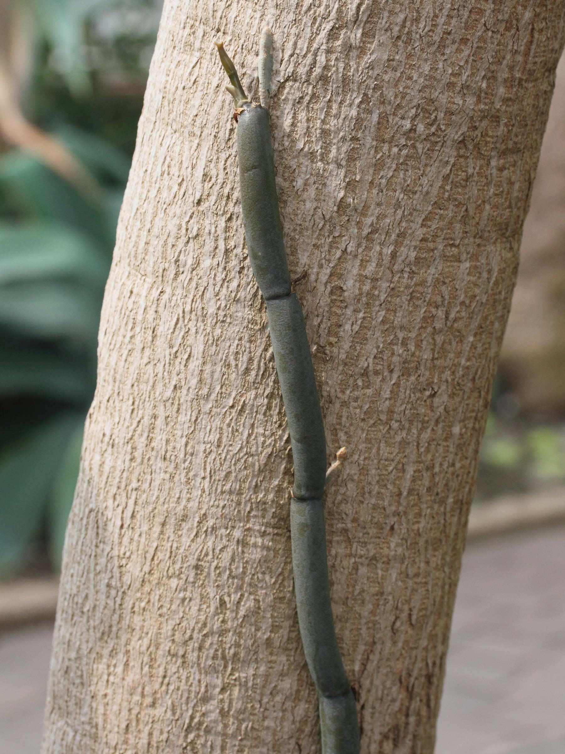 vanilla_decaryana1md