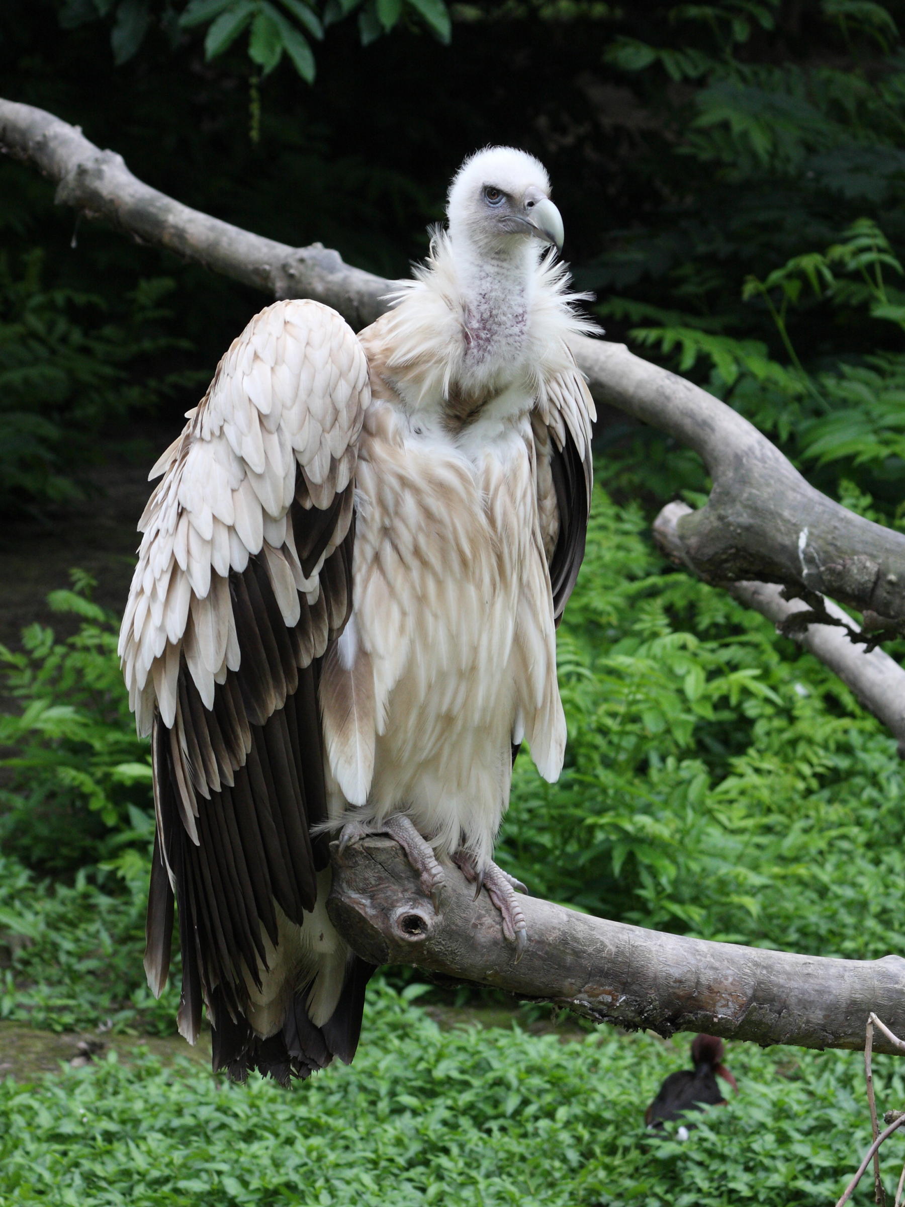 vautour_de_l-himalaya_-_gyps_himalayensis1sd