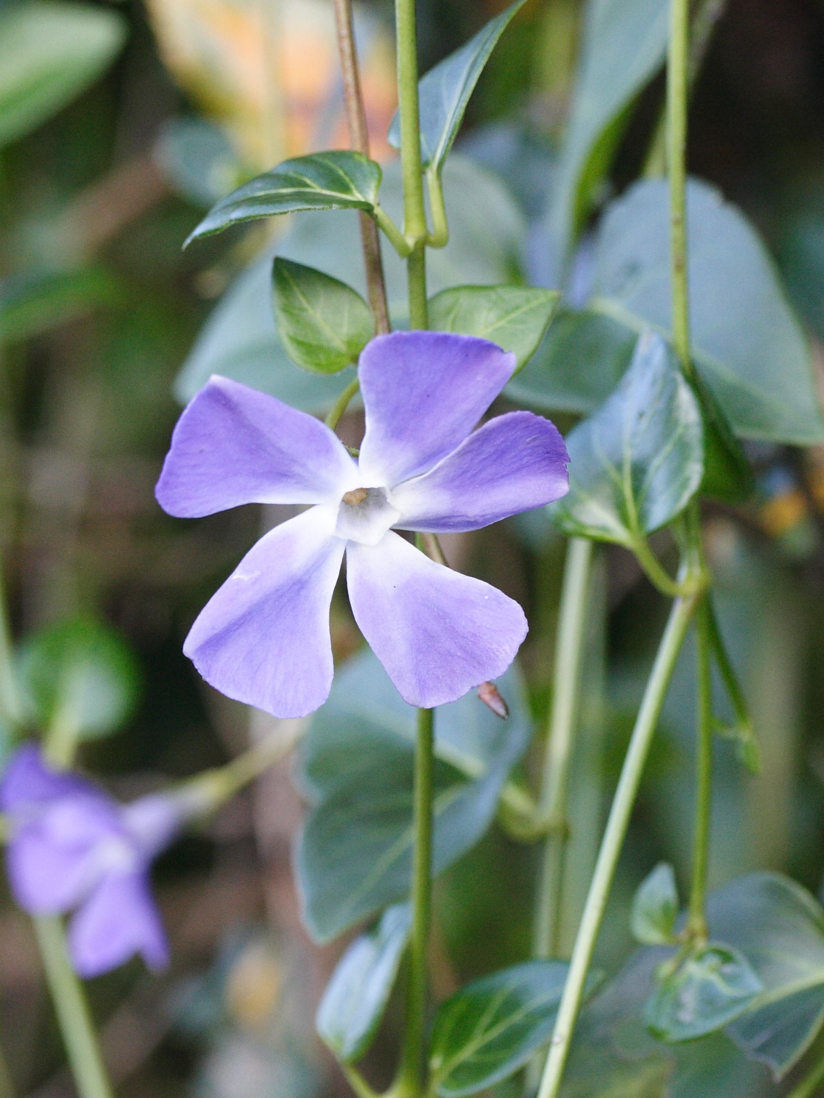 vinca_major2md