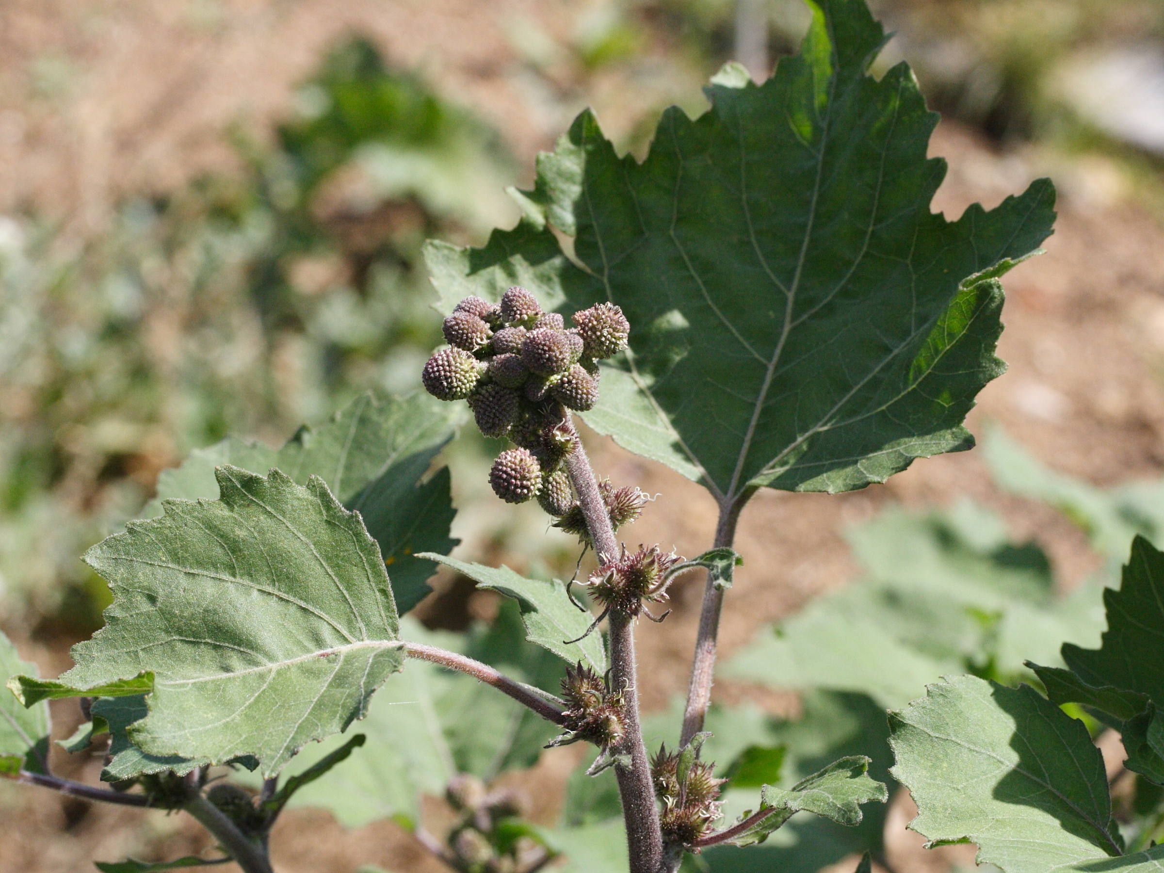 xanthium_strumarium2md