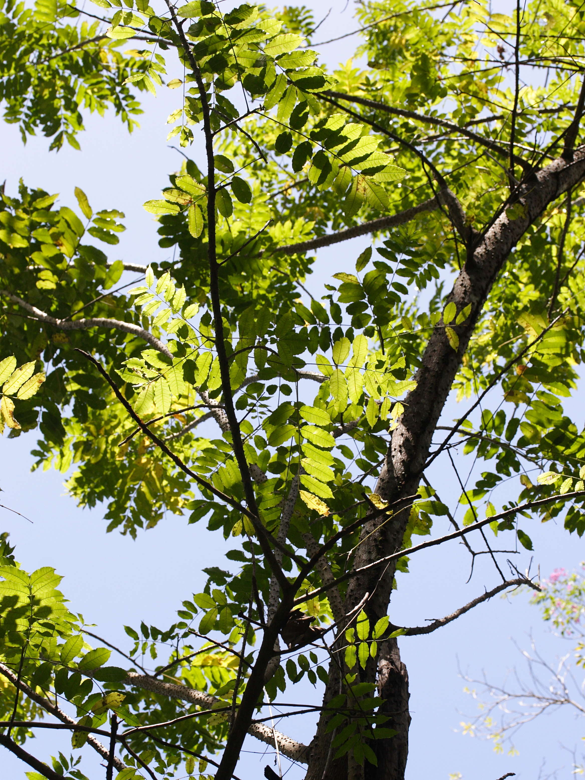 zanthoxylum_caribaeum5md