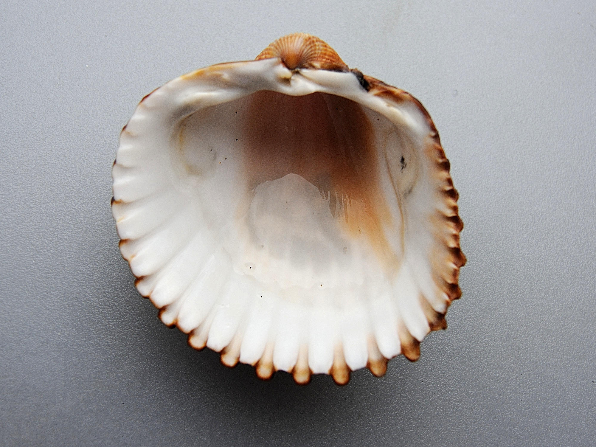 acanthocardia_tuberculata5md