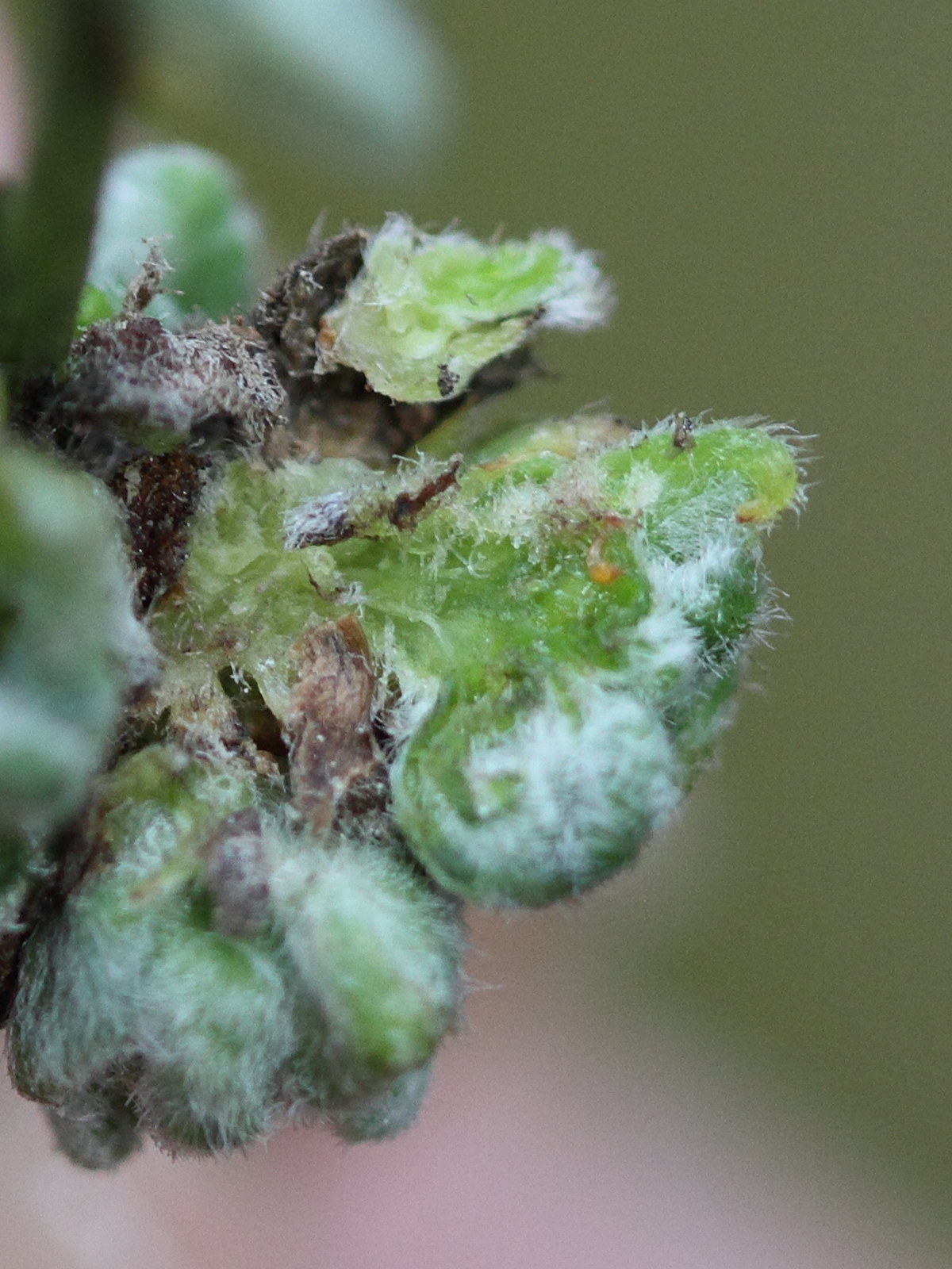 aceria_genistae_galle2md