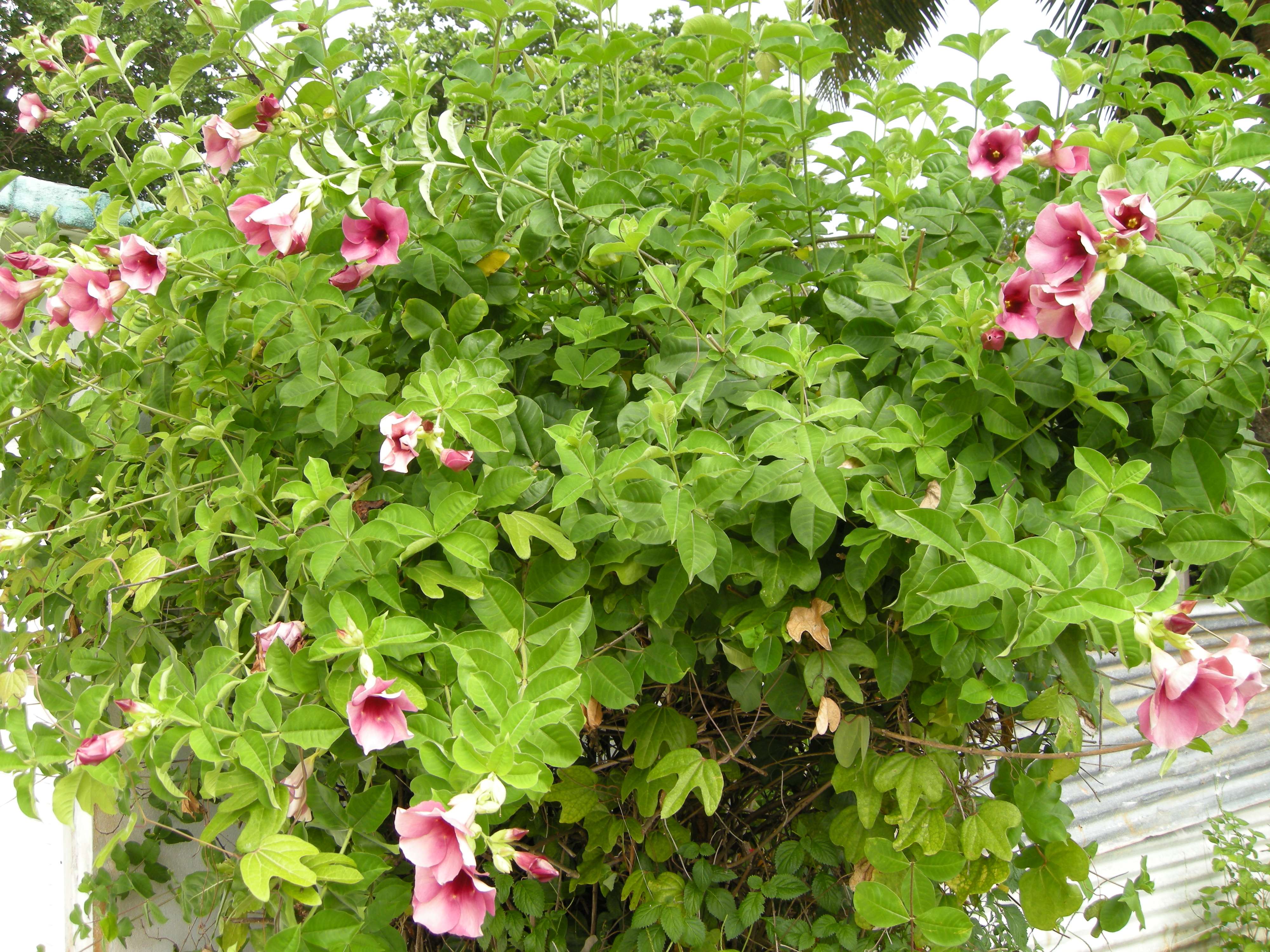 allamanda_blanchetti4md