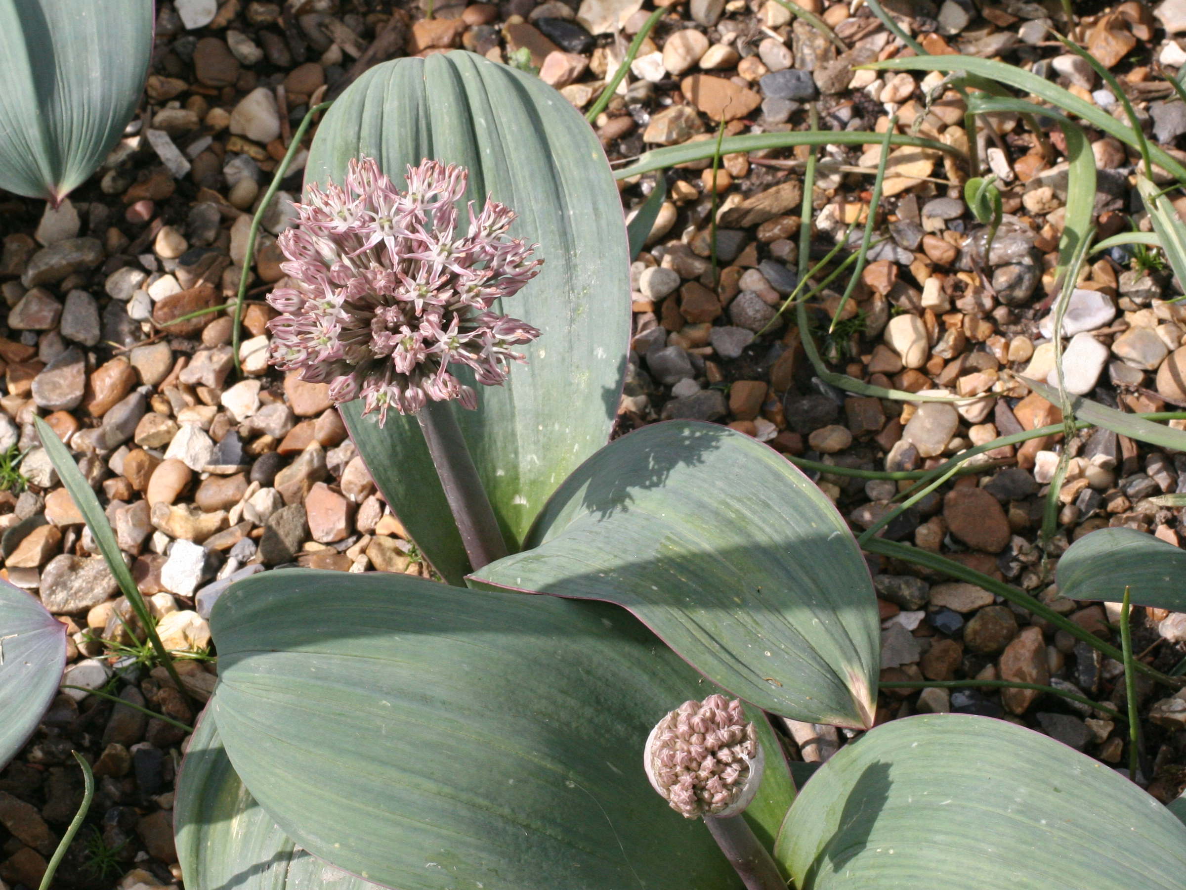 allium_karataviense1md