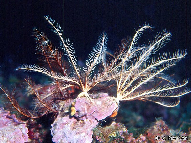 Afficher le média antedon_mediterranea2vm antedon_mediterranea2vm