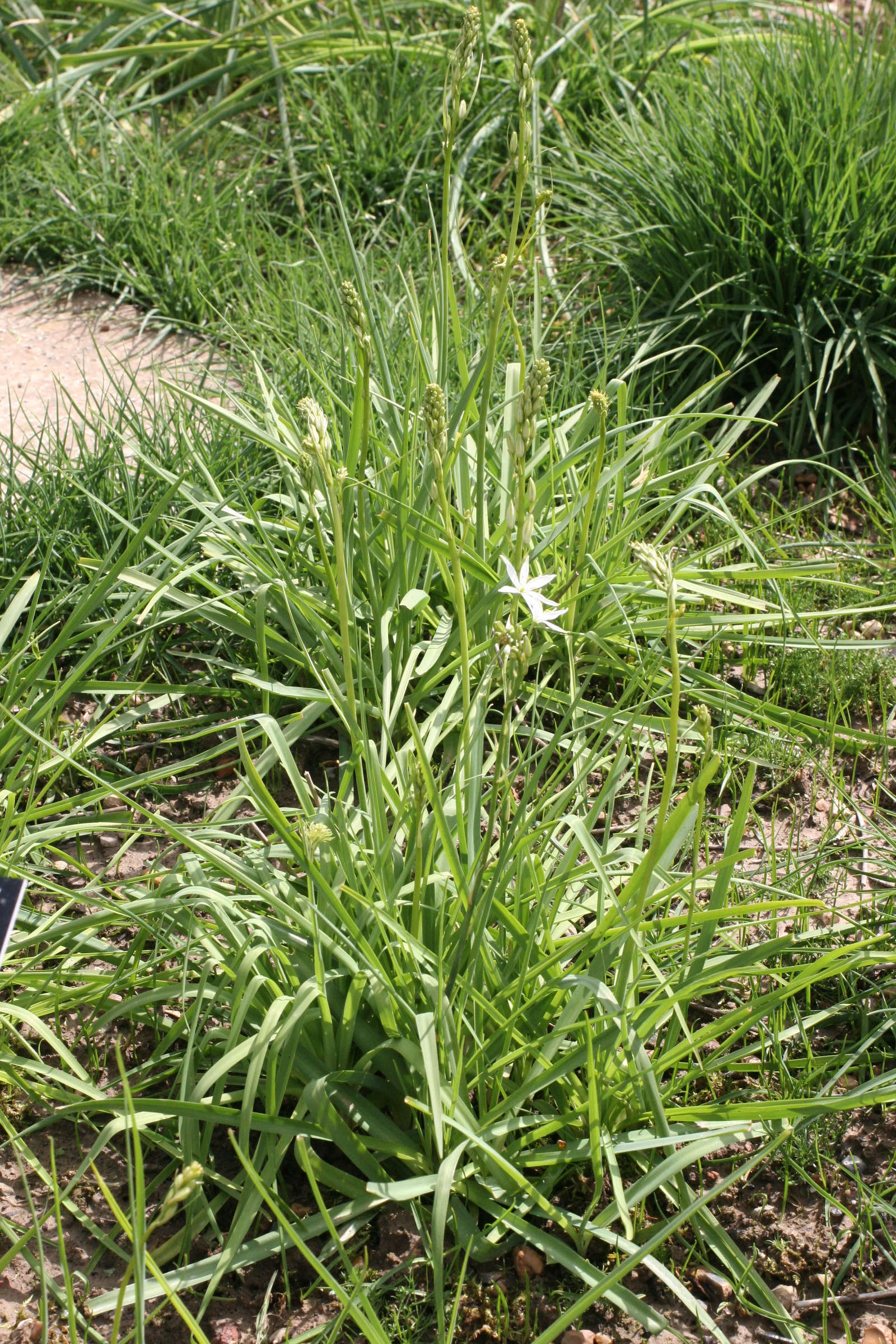 anthericum_liliago3md