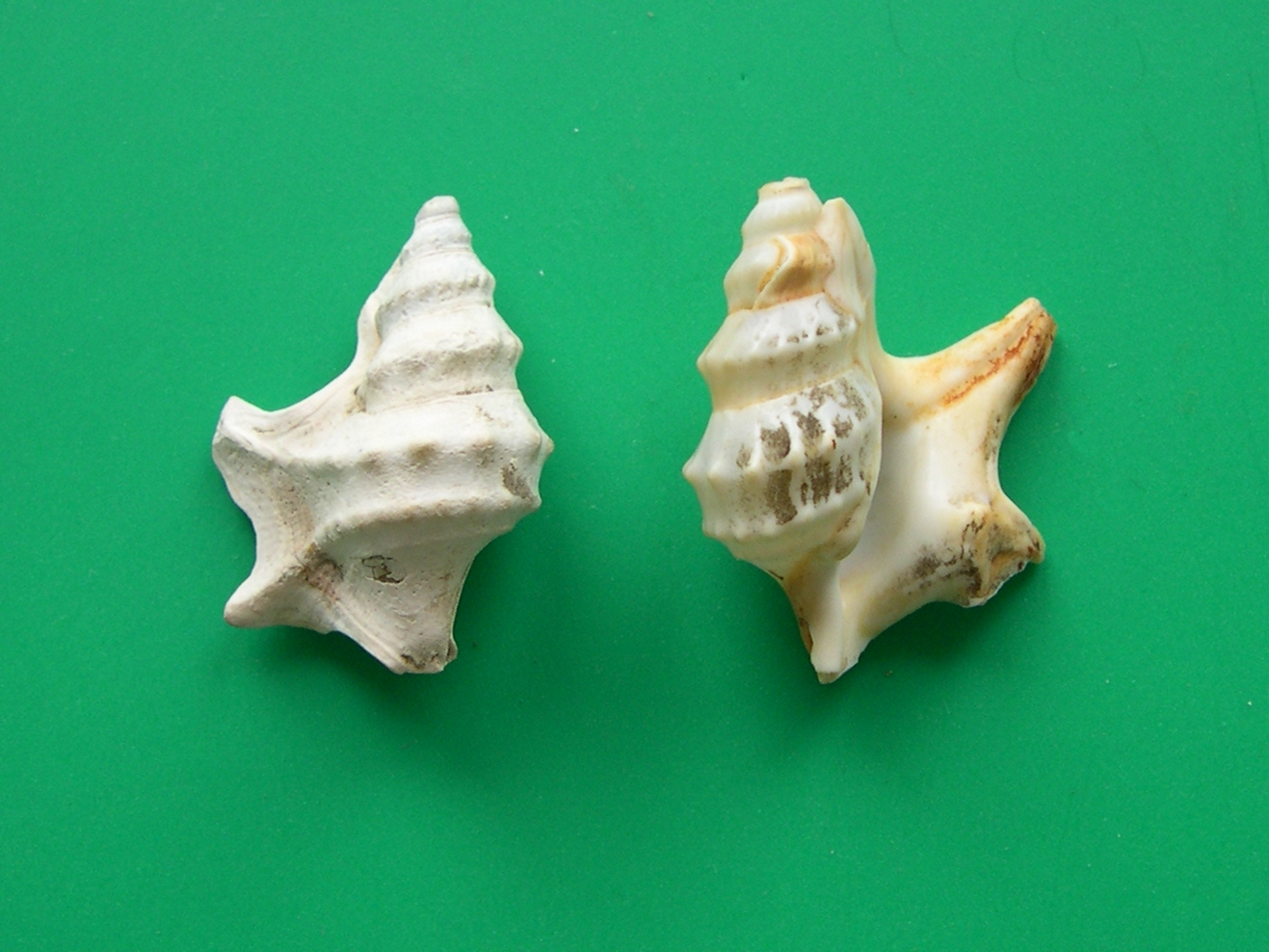 aporrhais_pespelecani1md