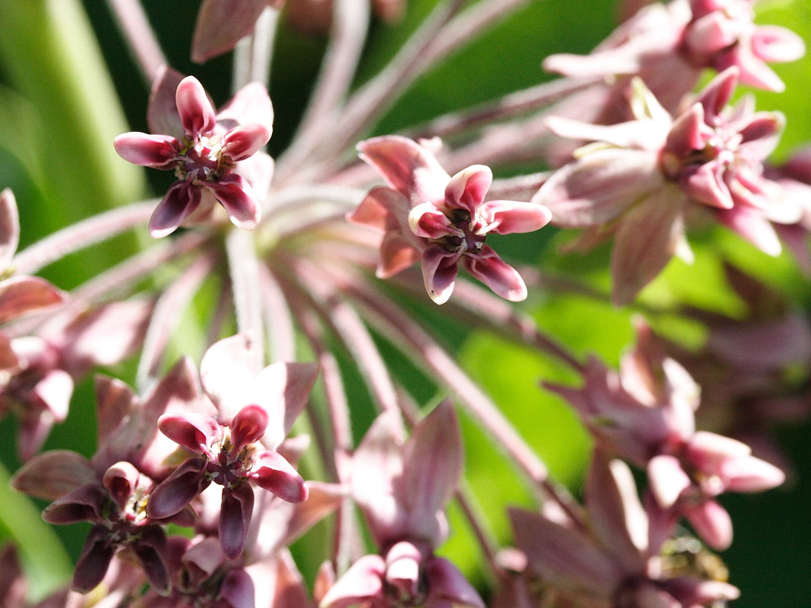 asclepias_syriaca2md