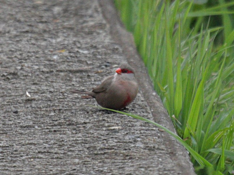 astrild_ondule_-_estrilda_astrild1bd