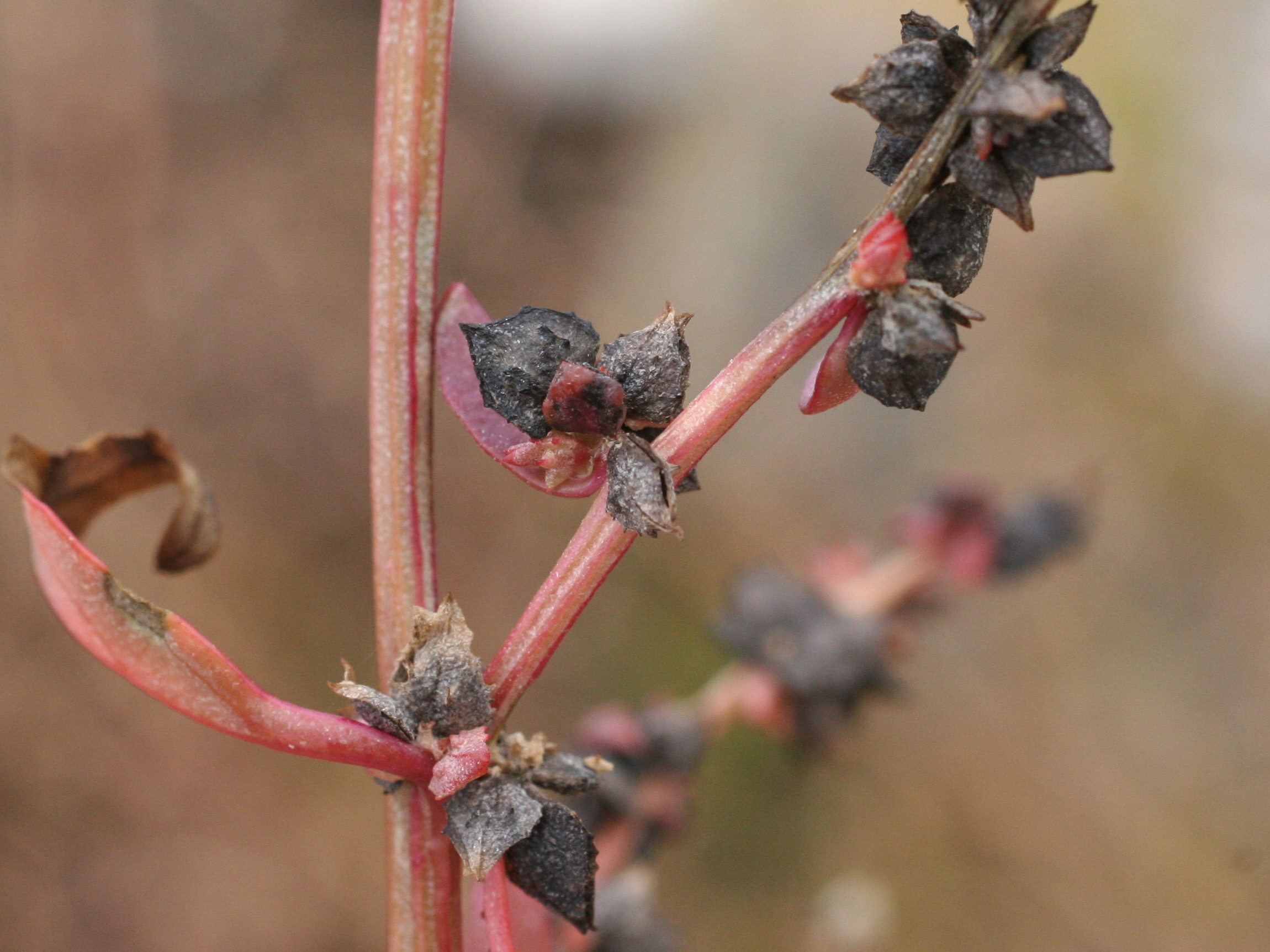 Afficher le média atriplex_prostrata_prostrata5md atriplex_prostrata_prostrata5md