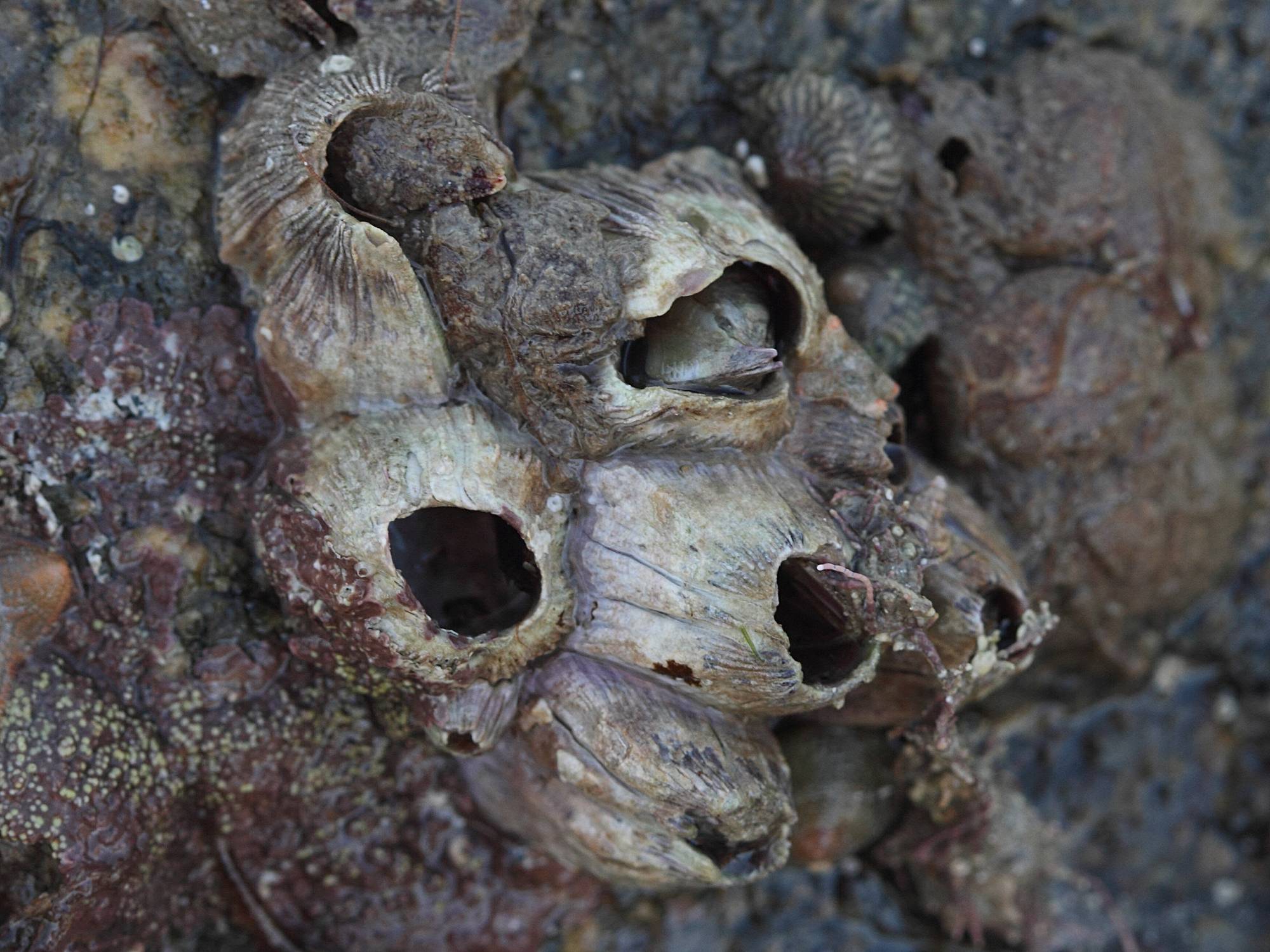 balanus_perforatus1bd