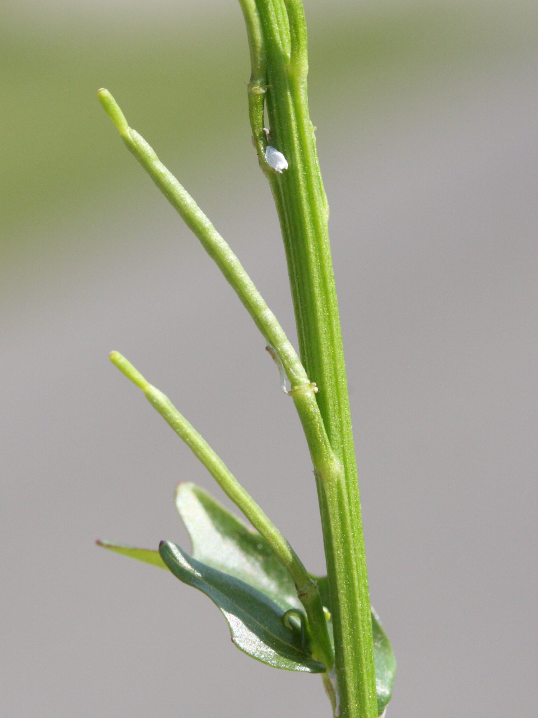 barbarea_intermedia3bmd