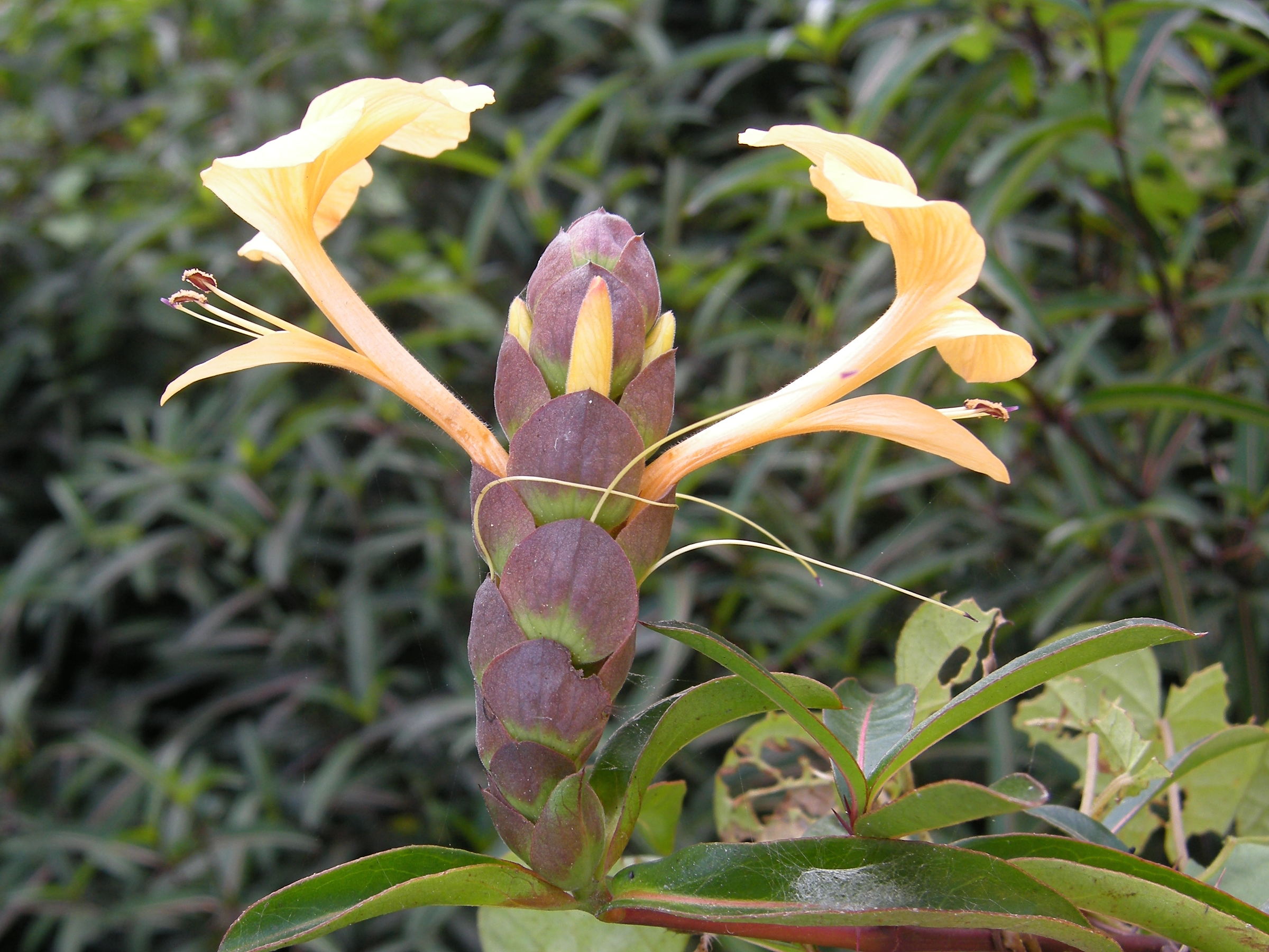 barleria_lupulina3md