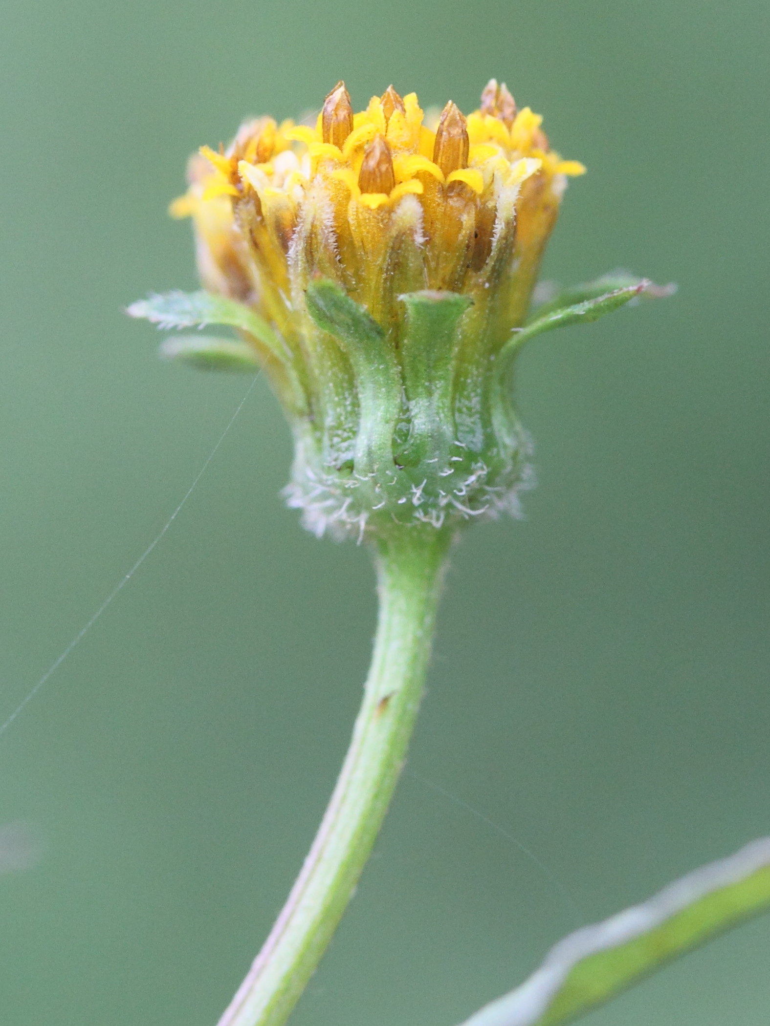 bidens_pilosa2md