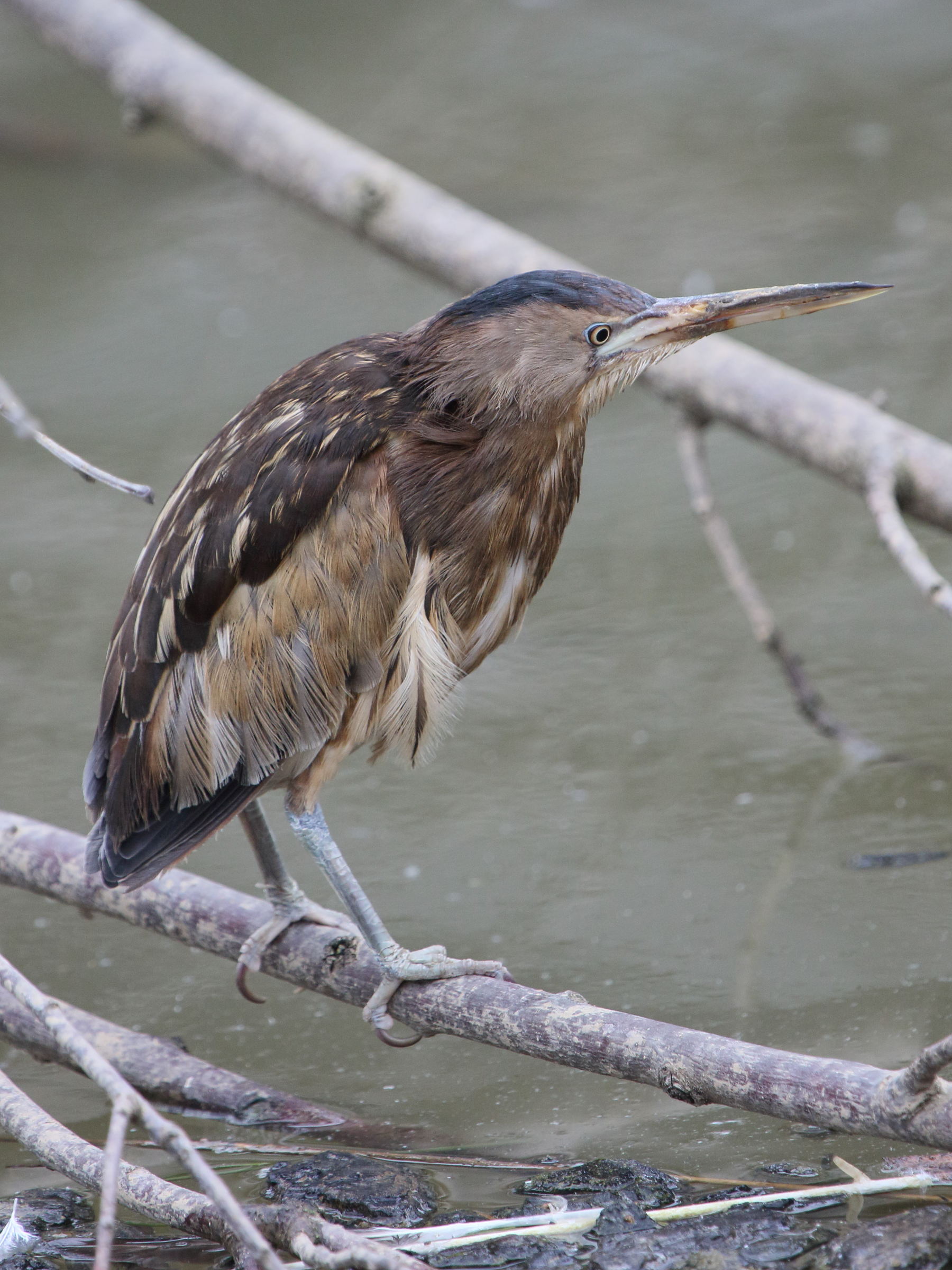 blongios_nain_-_ixobrychus_minutus4bd