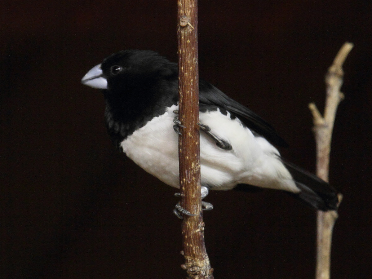 capucin_bicolore_-_lonchura_bicolor1bd