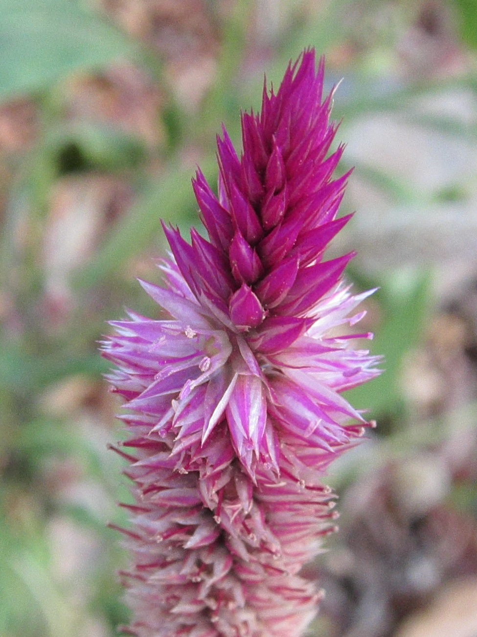 Celosia_argentea