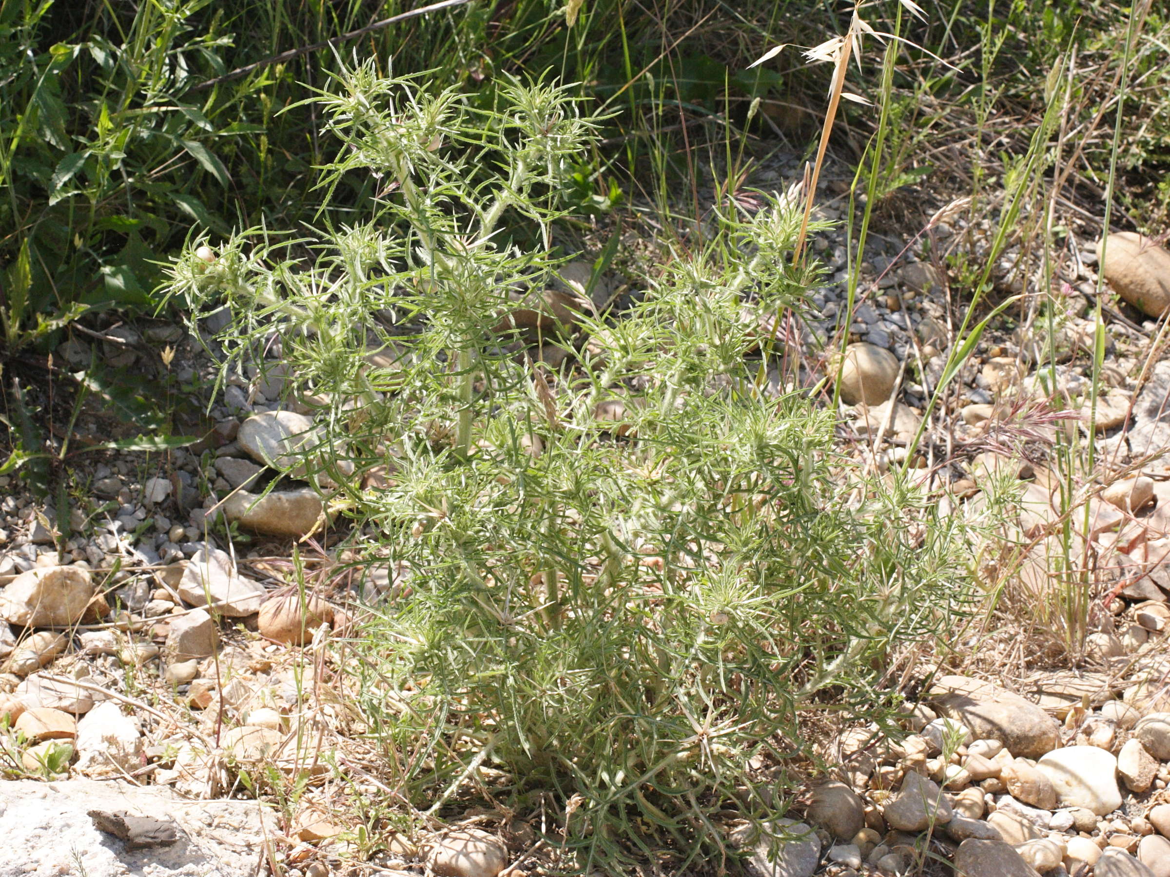 centaurea_calcitrapa1md