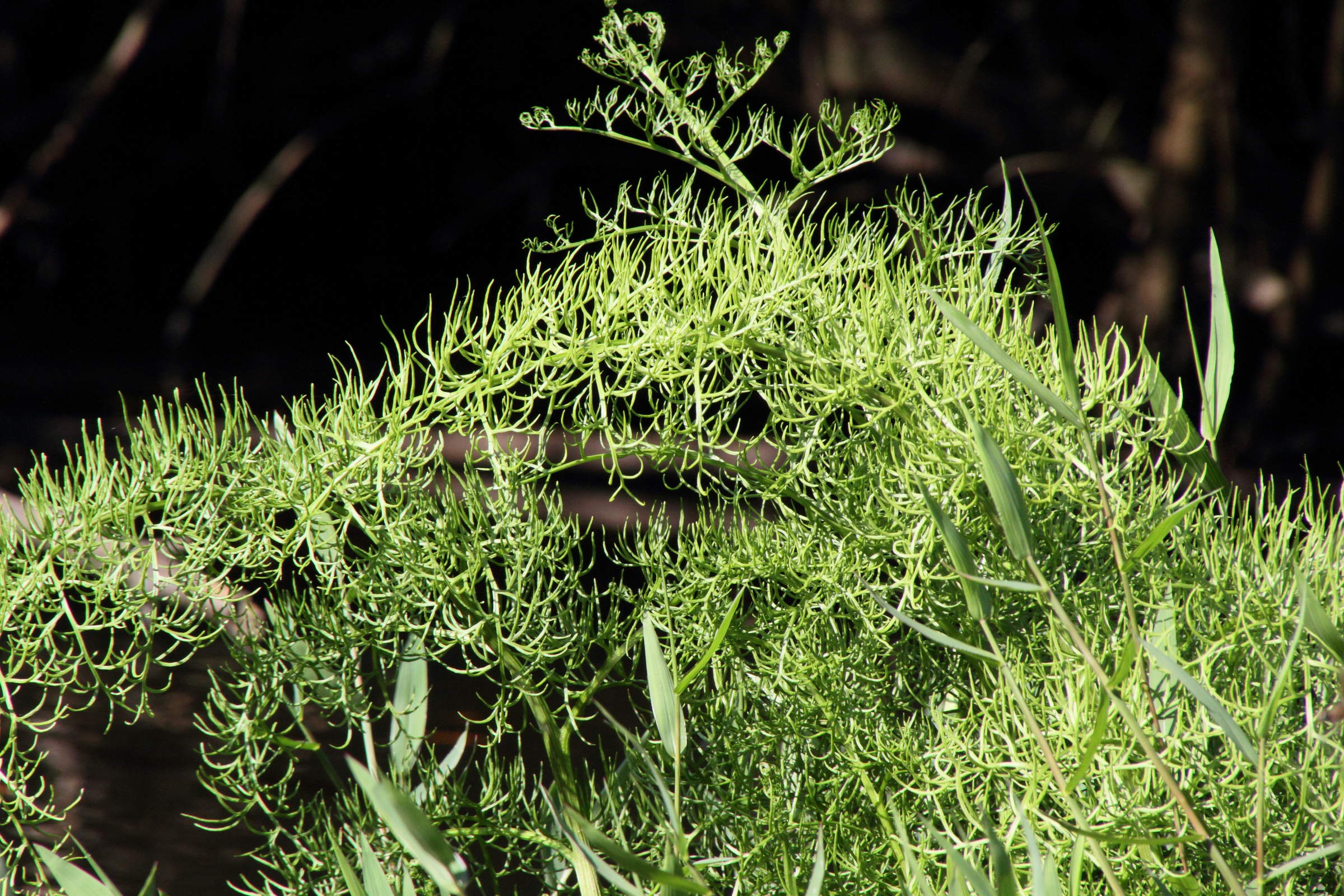 ceratopteris_pteridoides2md