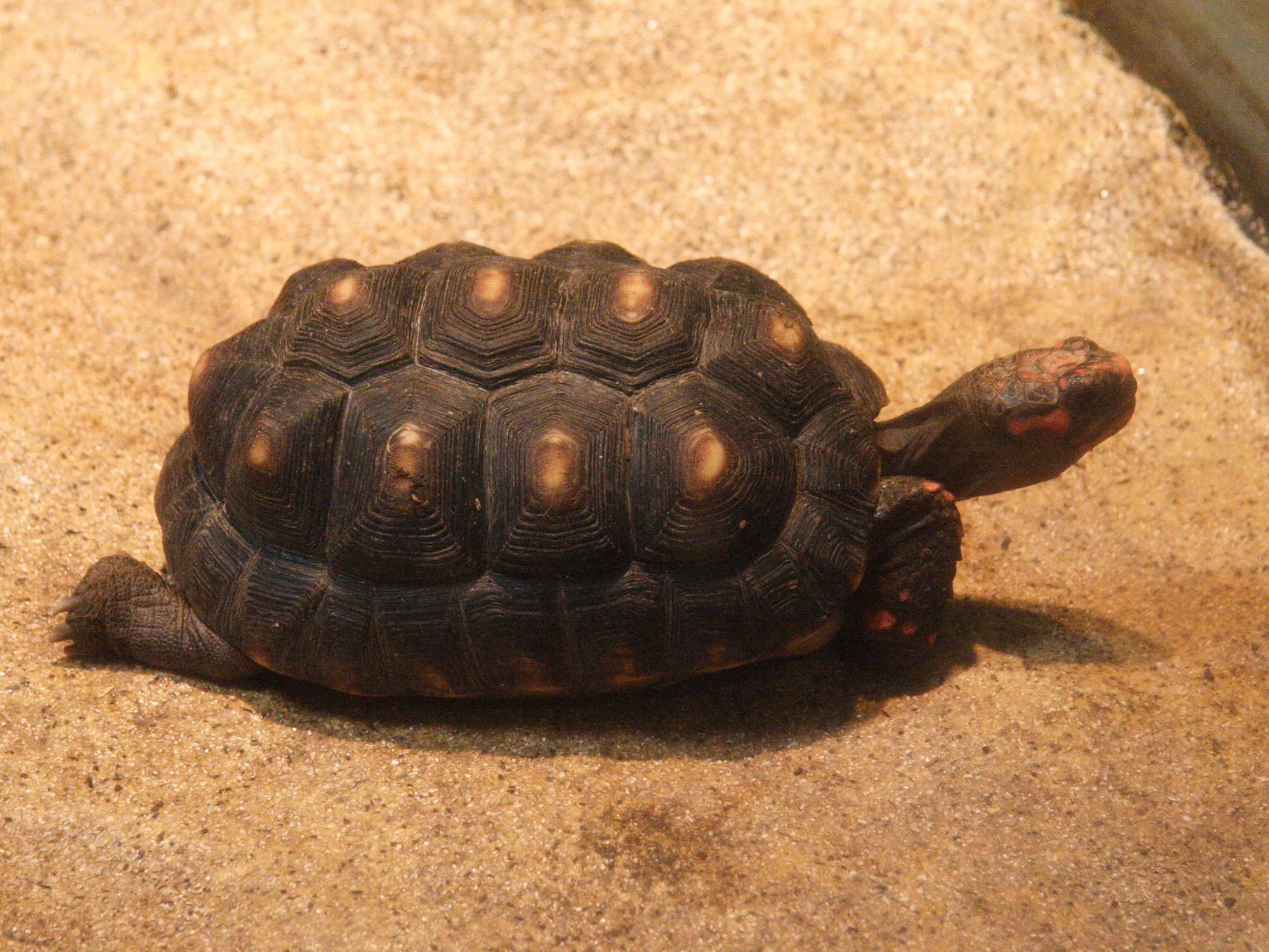 chelonoidis_carbonaria4md