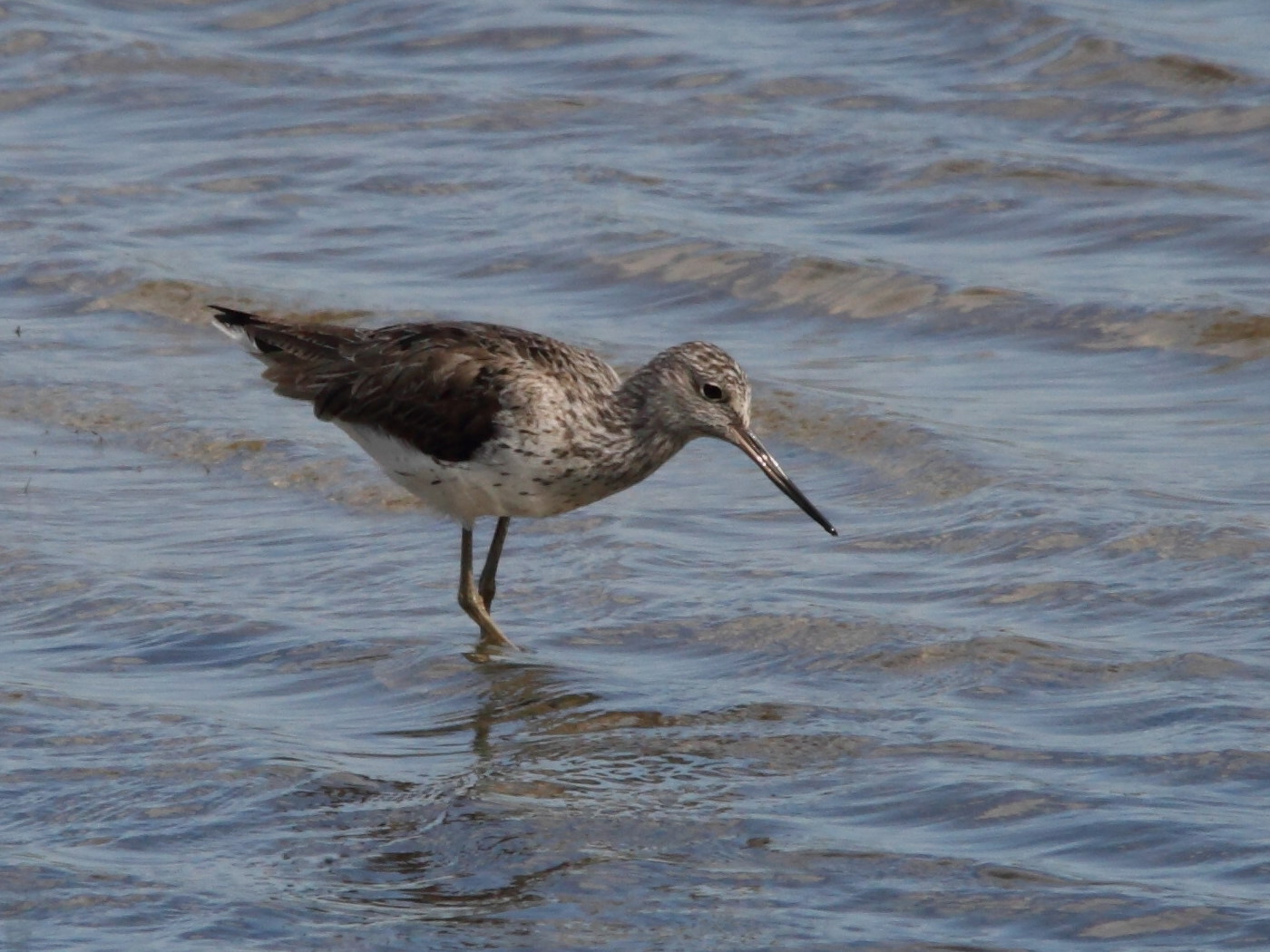 chevalier_aboyeur_-_tringa_nebularia4bd