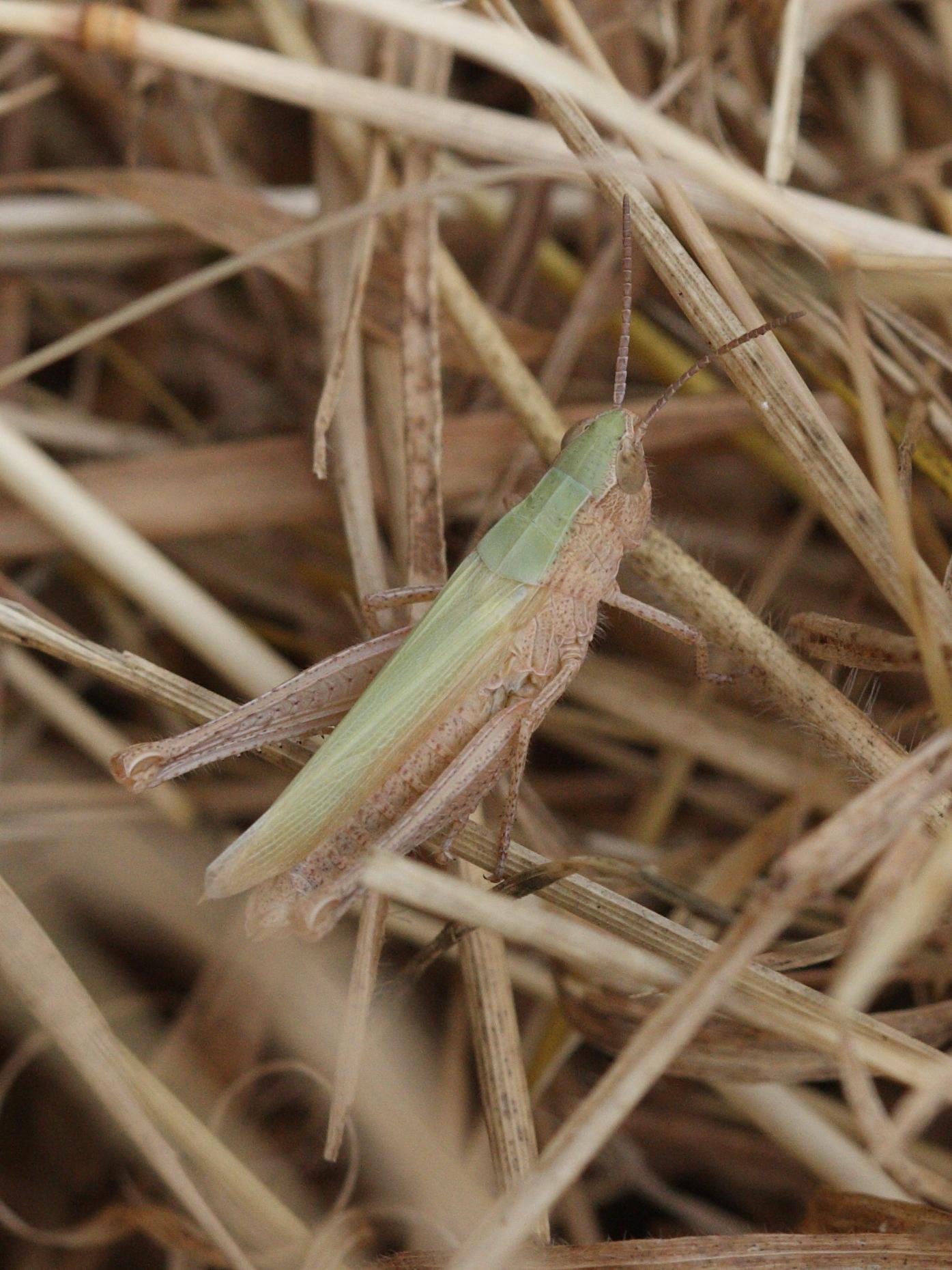 chorthippus_dorsatus1bd