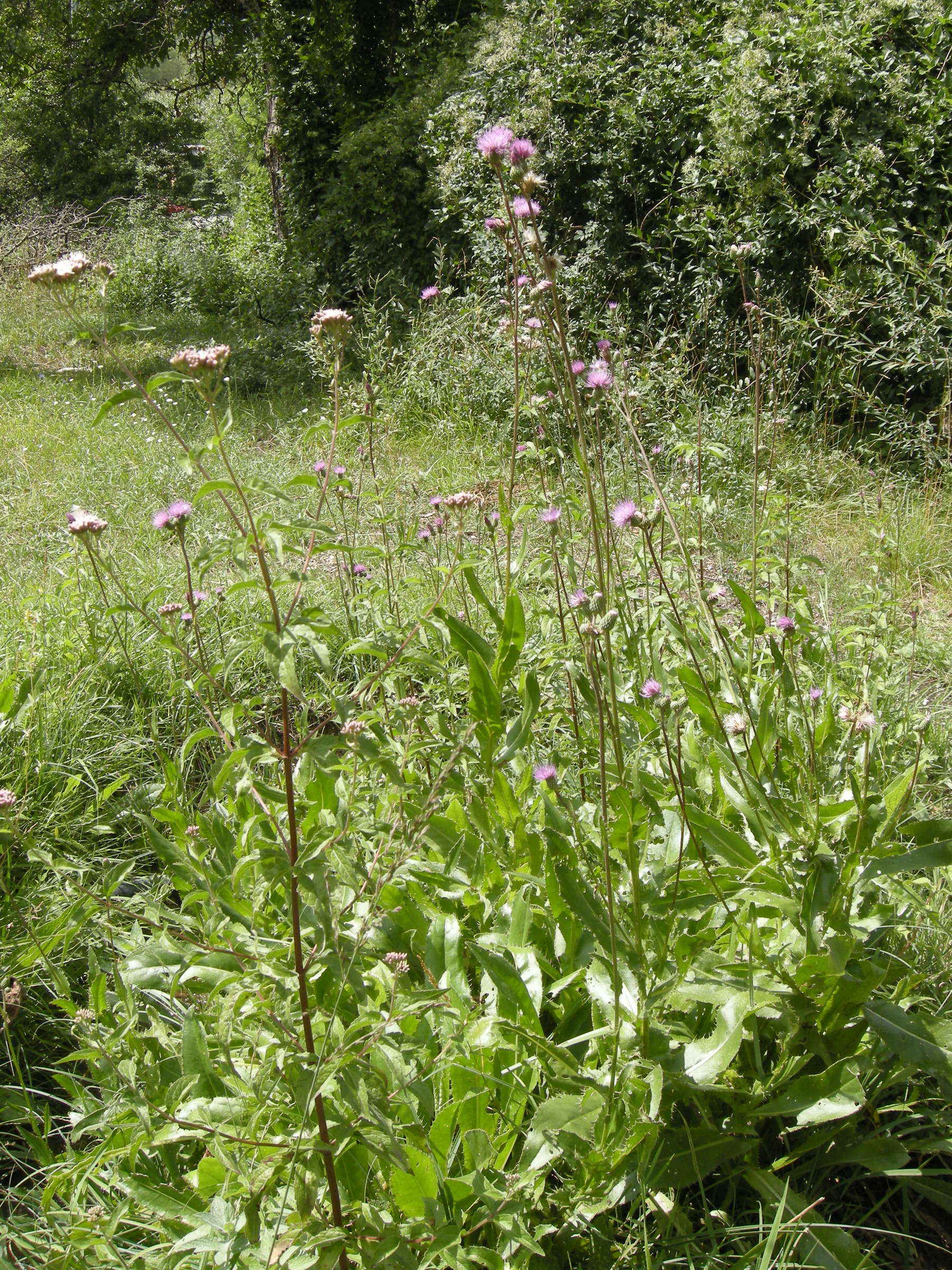 cirsium_monspessulanum5md