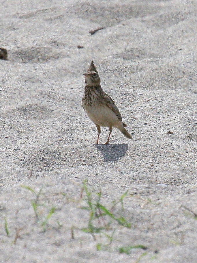 cochevis_huppe_-_galerida_cristata1bd
